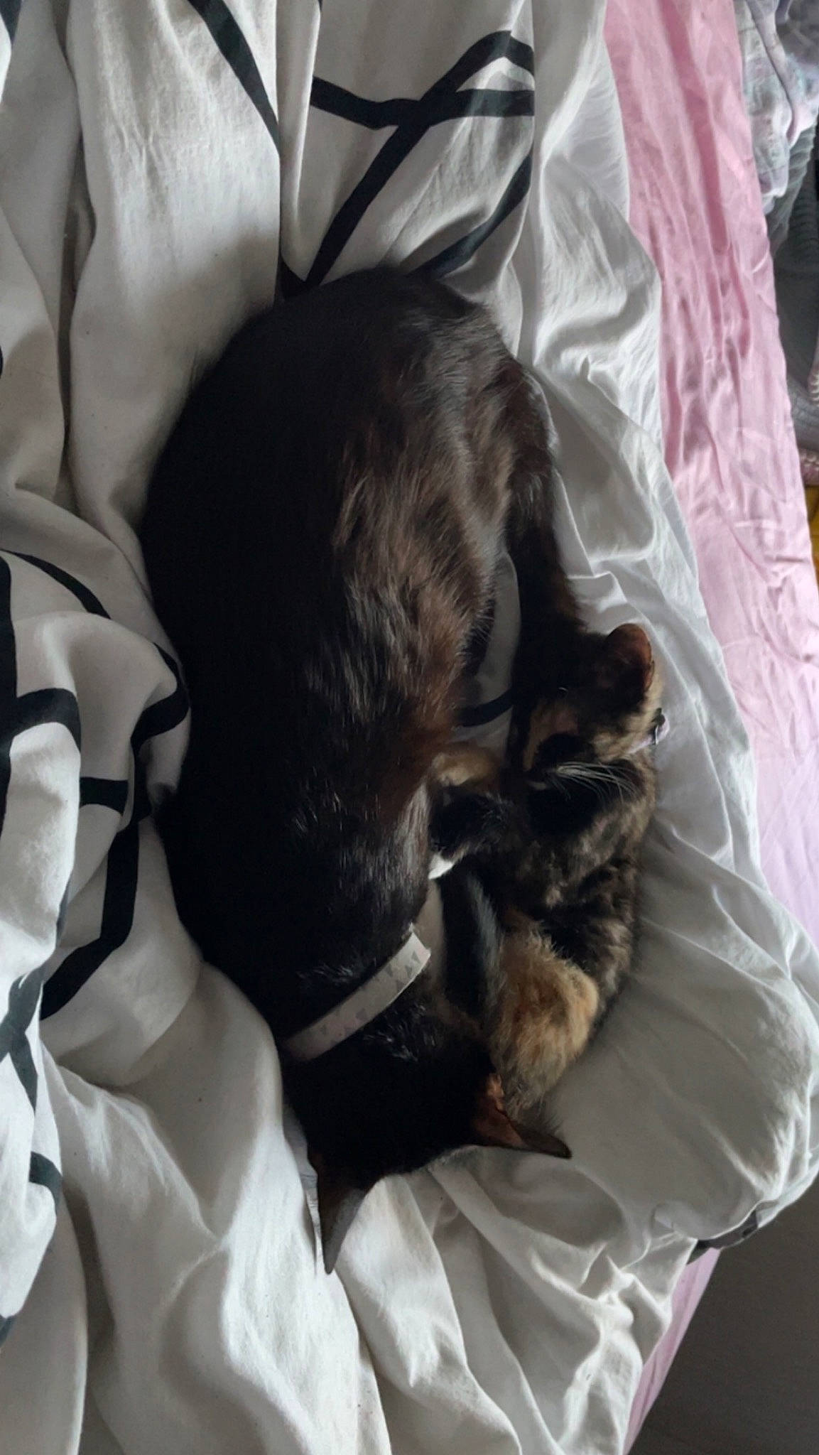 Midnight N Bex is registered to the contest to win money with this photo: bedding, black_cat, bombay, canidae, carnivore, cat, claw, comfort, companion_dog, dog_breed, felidae, fur, linens, liver, nap, puppy, small_to_medium_sized_cats, sporting_group, tail, whiskers