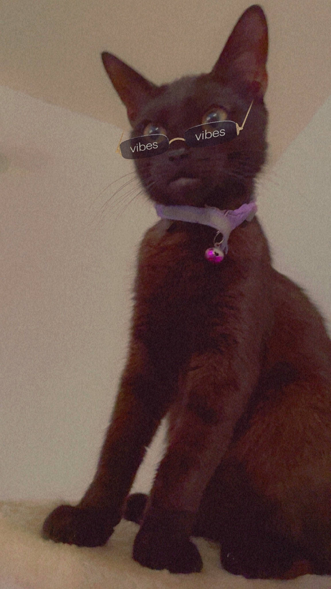 Midnight is registered to the contest to win money with this photo: black_cat, bombay, canidae, carnivore, cat, claw, domestic_short_haired_cat, fawn, felidae, fictional_character, fur, gesture, havana_brown, liver, paw, small_to_medium_sized_cats, snout, tail, terrestrial_animal, whiskers