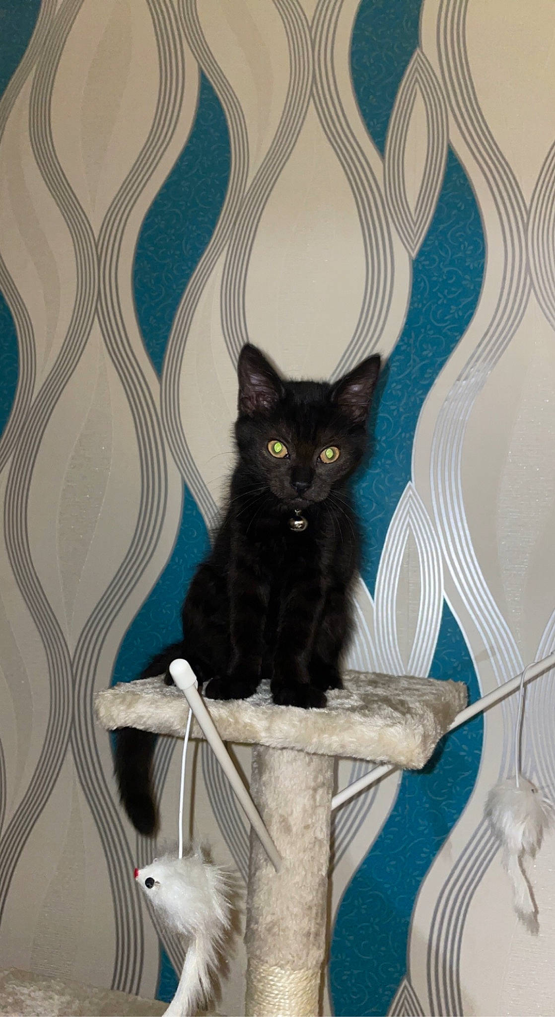 Midnight joined the competition — help win amazing prizes! azure, black_cat, bombay, carnivore, cat, curtain, domestic_short_haired_cat, electric_blue, felidae, fur, grey, pattern, room, small_to_medium_sized_cats, snout, stairs, tail, tree, whiskers, window