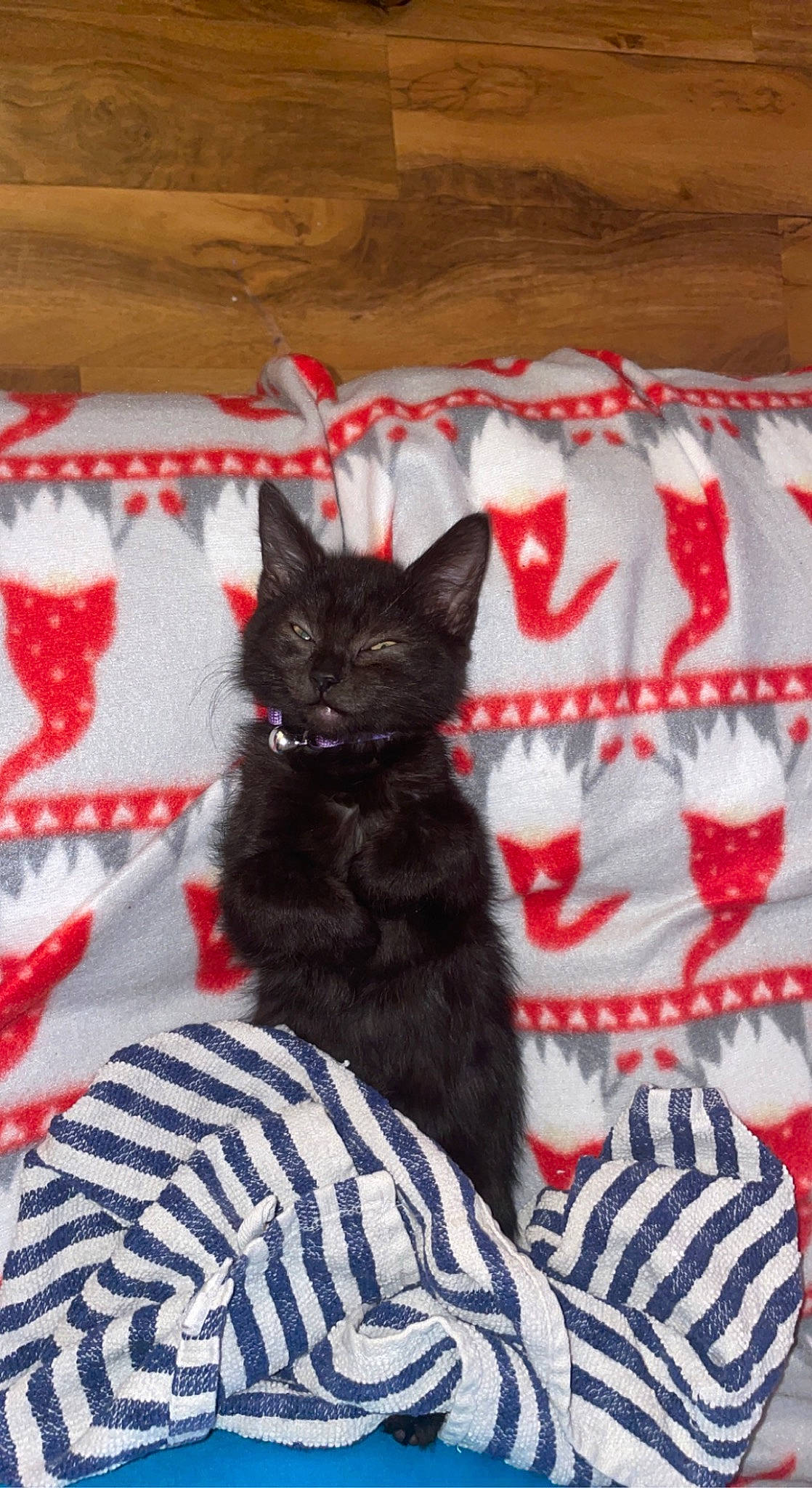 Midnight joined the competition — help win amazing prizes! black_cat, bombay, carmine, carnivore, cat, cat_bed, cat_supply, claw, comfort, domestic_short_haired_cat, felidae, fur, grey, linens, nap, pattern, paw, small_to_medium_sized_cats, tail, whiskers