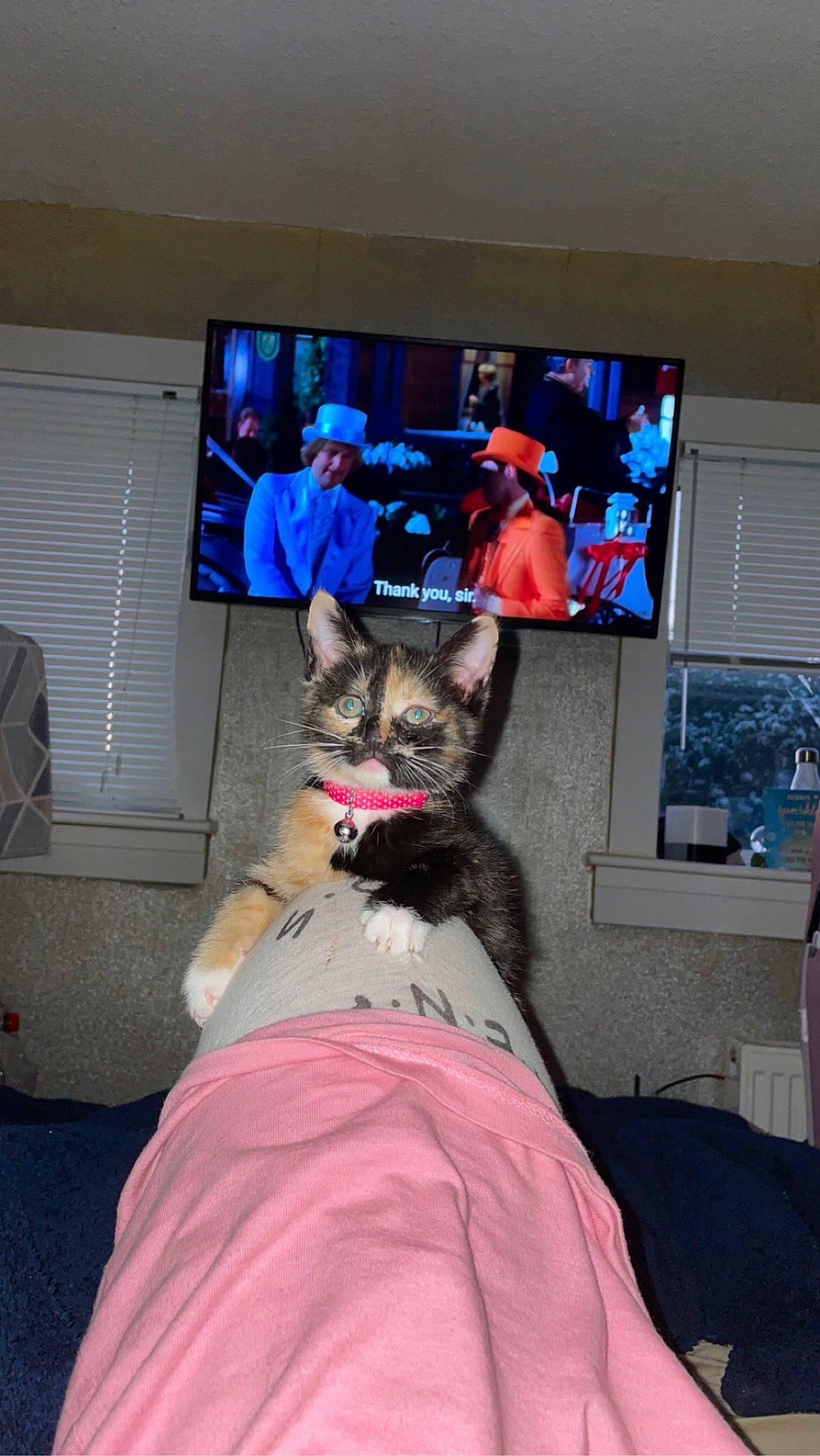 Bex joined the competition — help win amazing prizes! art, carnivore, cat, comfort, companion_dog, couch, display_device, fawn, felidae, flat_panel_display, fur, lap, led_backlit_lcd_display, picture_frame, room, small_to_medium_sized_cats, television, television_set, tree, whiskers