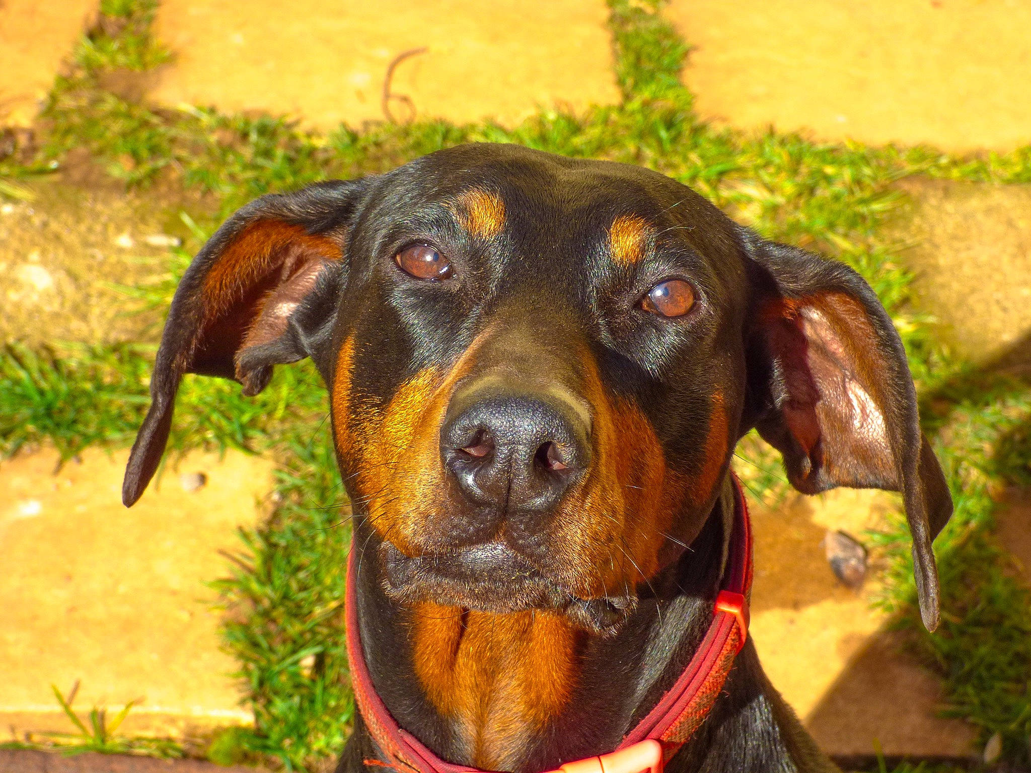 Azula joined the competition — help win amazing prizes! canidae, carnivore, collar, companion_dog, dog, dog_breed, dog_collar, fawn, grass, guard_dog, hound, liver, pet_supply, plant, scent_hound, snout, sporting_group, whiskers, working_animal, working_dog