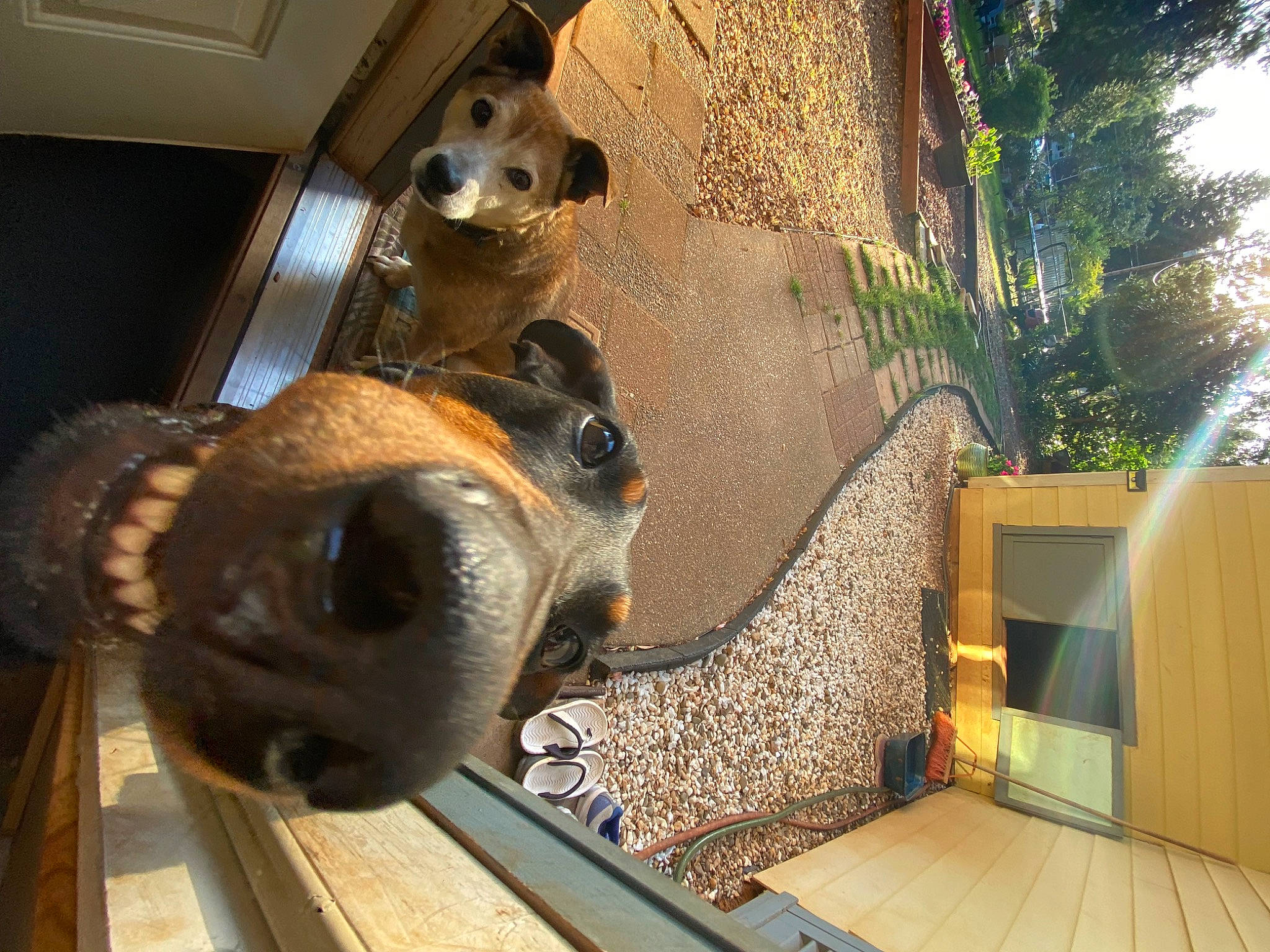 Azula joined the competition — help win amazing prizes! art, fawn, flooring, fur, leisure, metal, plant, room, snout, terrestrial_animal, tree, wildlife, window, wood, working_animal