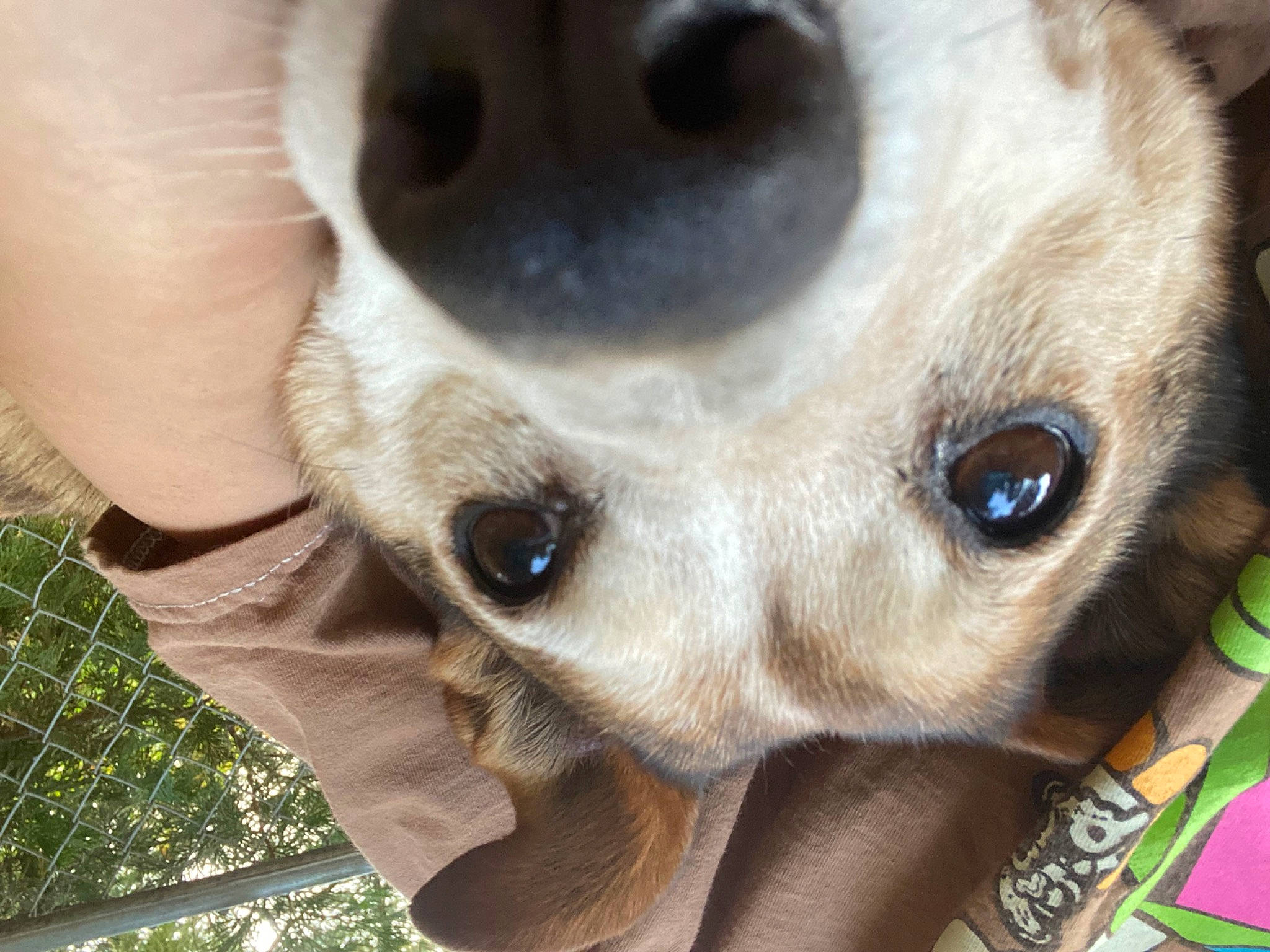 Highspeed is registered to the contest to win money with this photo: canidae, carnivore, close_up, companion_dog, dog, dog_breed, fawn, felidae, fur, grass, nose, plant, snout, sporting_group, sunglasses, terrestrial_animal, vertebrate, whiskers, wildlife, working_animal