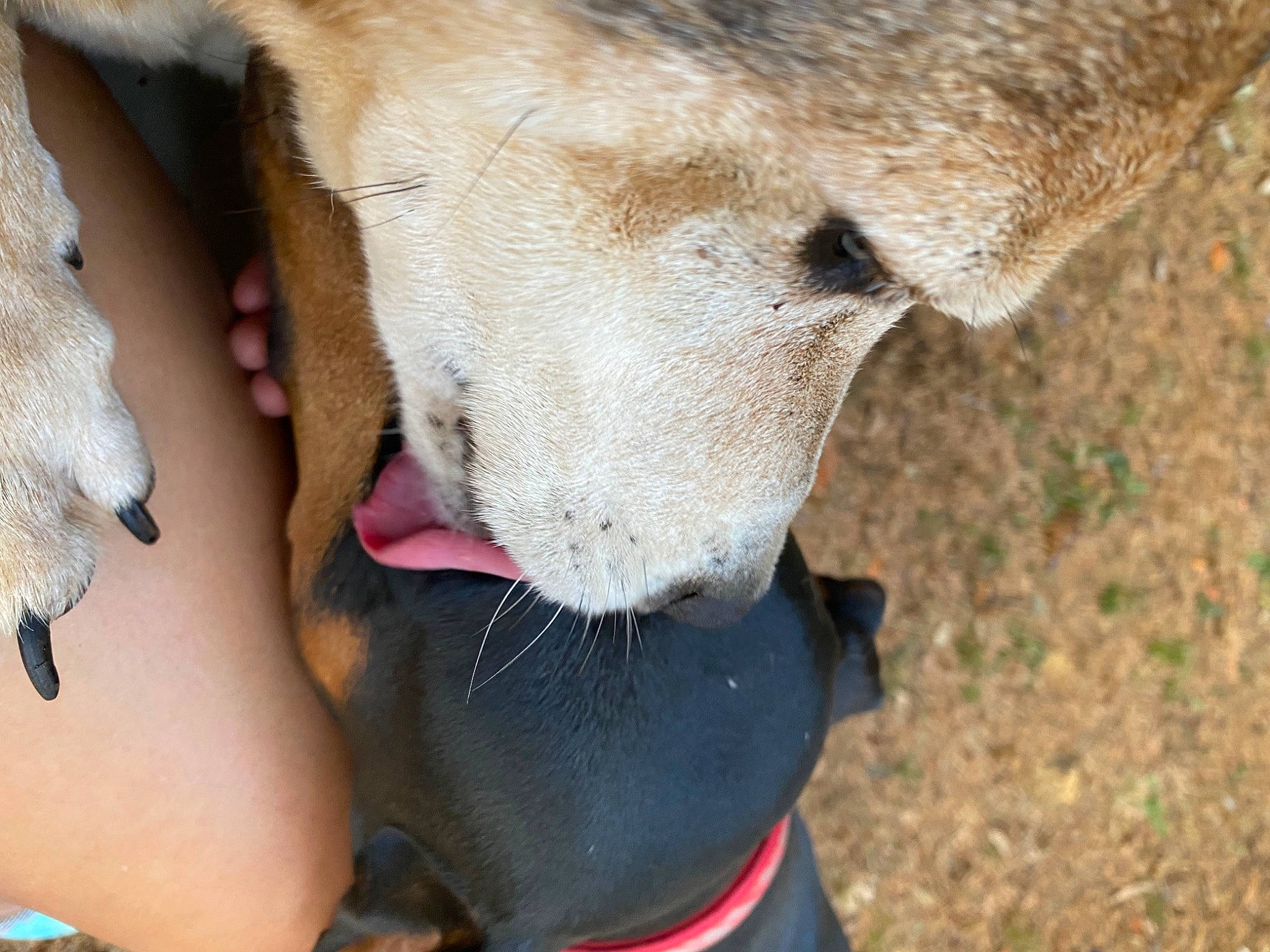 Highspeed joined the competition — help win amazing prizes! carnivore, collar, companion_dog, dog, dog_breed, dog_collar, fang, fawn, foot, fur, gesture, grass, human_leg, paw, plant, snout, terrestrial_animal, vertebrate, whiskers, working_animal