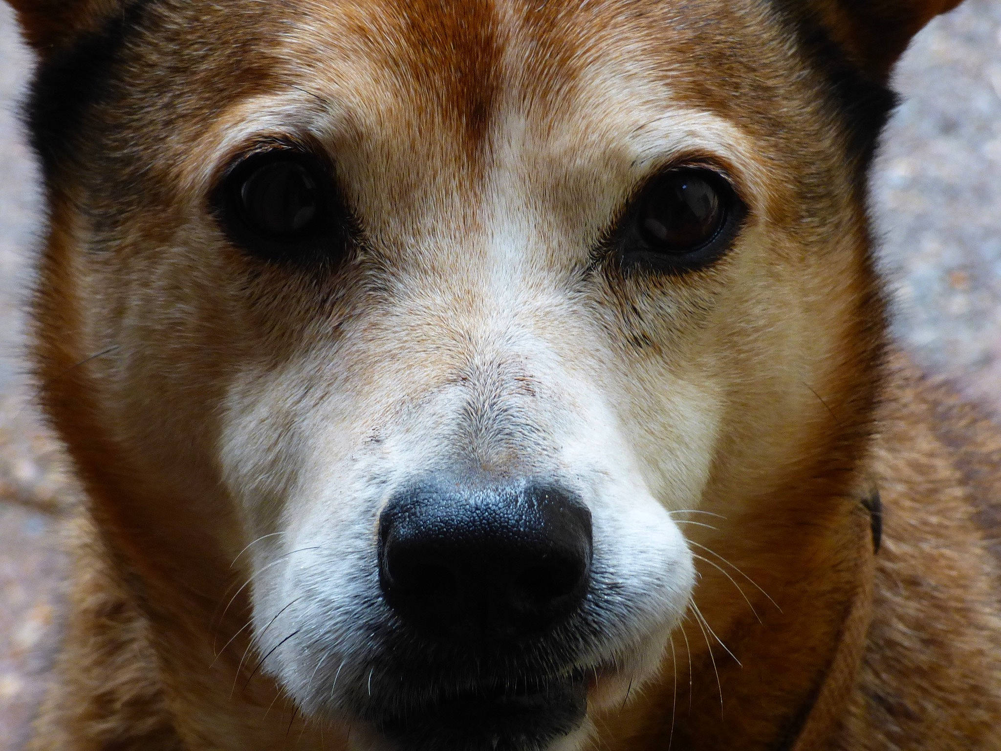 Highspeed is registered to the contest to win money with this photo: ancient_dog_breeds, canidae, carnivore, close_up, companion_dog, dog, dog_breed, eye, fawn, fur, head, non_sporting_group, snout, sporting_group, terrestrial_animal, whiskers, wildlife