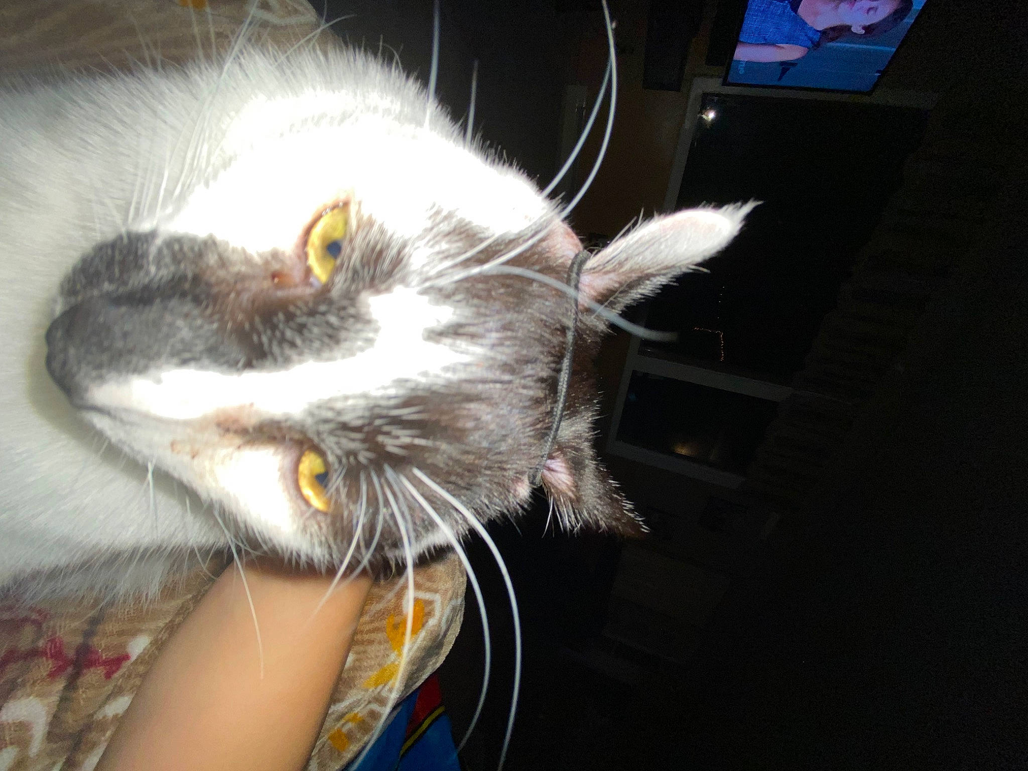 Sebby joined the competition — help win amazing prizes! cat, claw, ear, felidae, fur, paw, small_to_medium_sized_cats, tail, whiskers