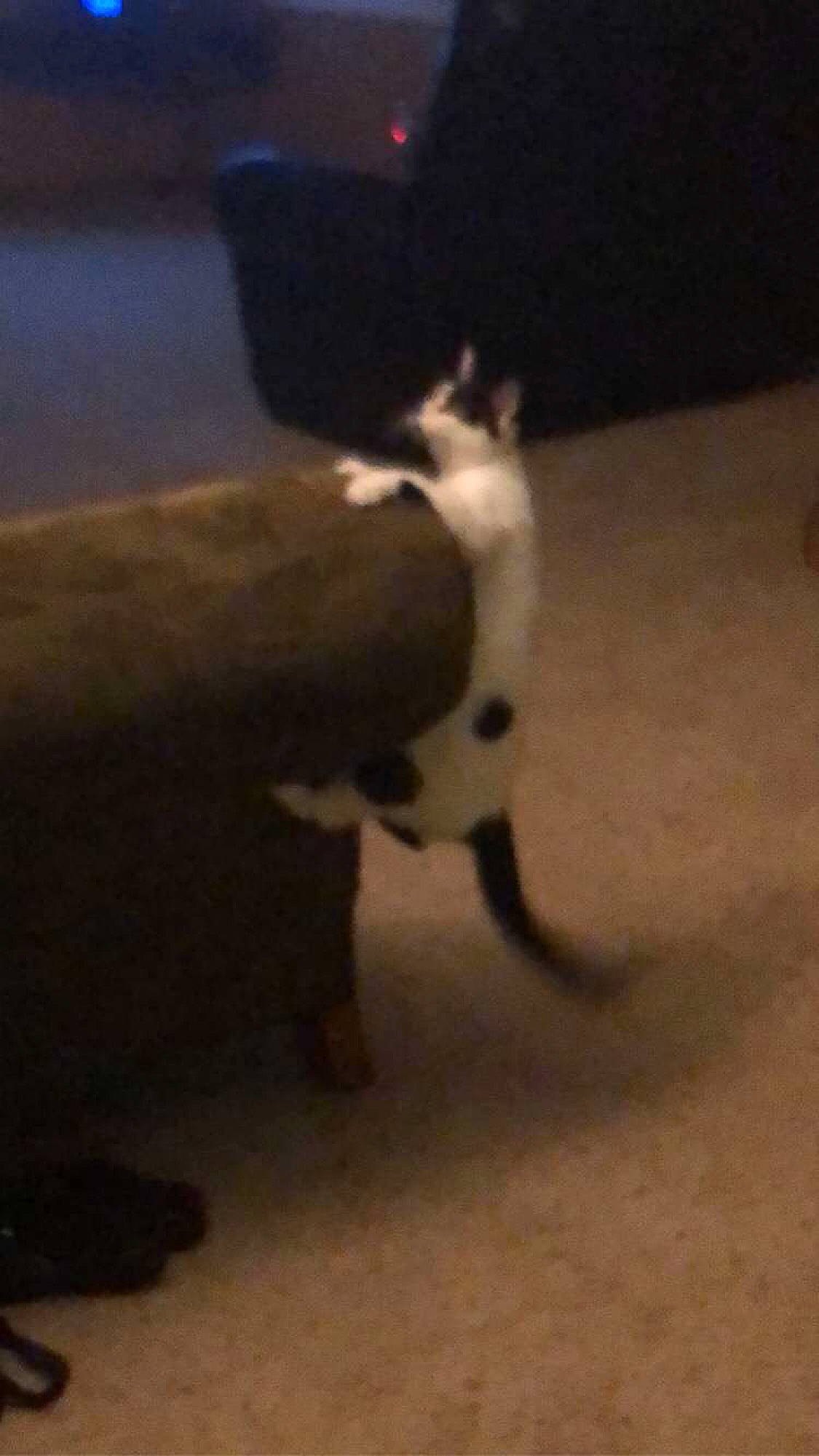 Sebby joined the competition — help win amazing prizes! carnivore, cat, companion_dog, darkness, dog_breed, domestic_short_haired_cat, felidae, flooring, fur, hardwood, paw, shadow, sky, small_to_medium_sized_cats, snout, tail, terrestrial_animal, tints_and_shades, whiskers, wood