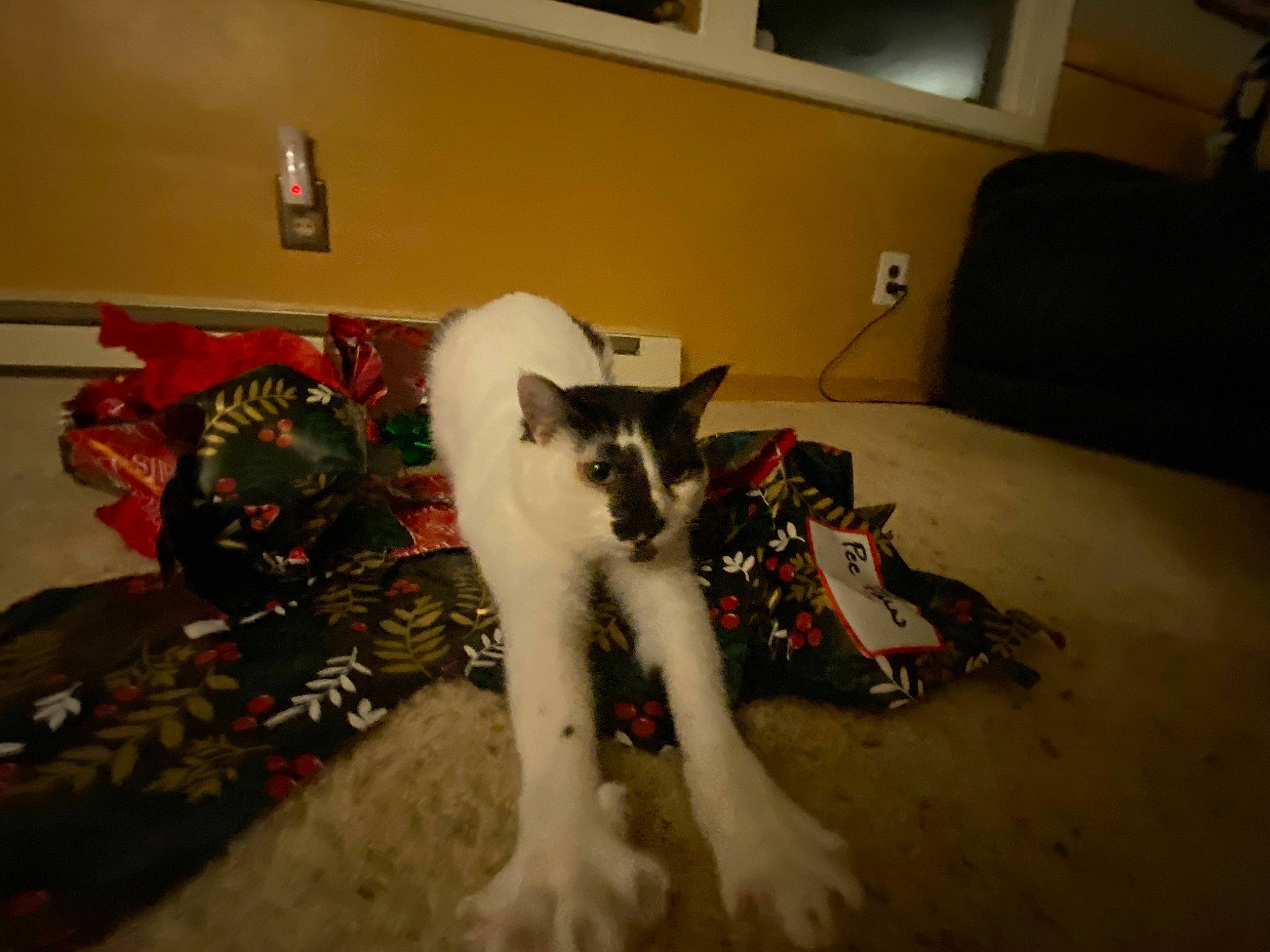 Sebby is registered to the contest to win money with this photo: carmine, carnivore, cat, couch, domestic_short_haired_cat, felidae, flooring, fur, hardwood, holiday, living_room, picture_frame, room, small_to_medium_sized_cats, tail, tree, whiskers, window, wood