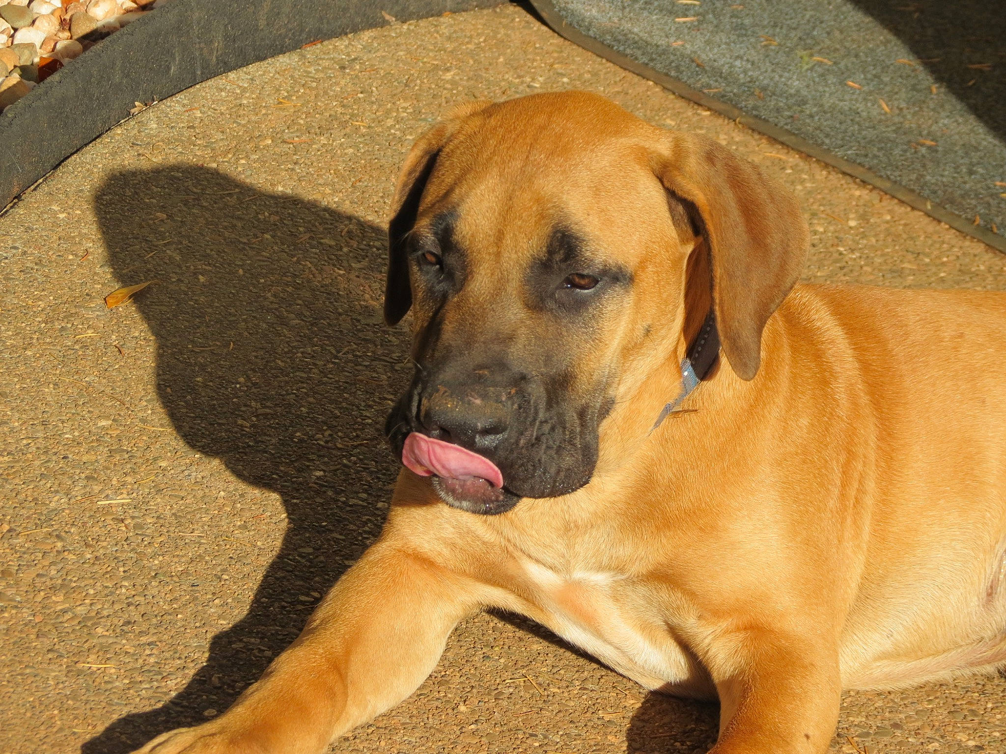 Miles Morales is registered to the contest to win money with this photo: ancient_dog_breeds, canidae, carnivore, companion_dog, dog, dog_breed, fawn, guard_dog, hunting_dog, molosser, paw, road_surface, snout, sporting_group, whiskers, working_animal, working_dog