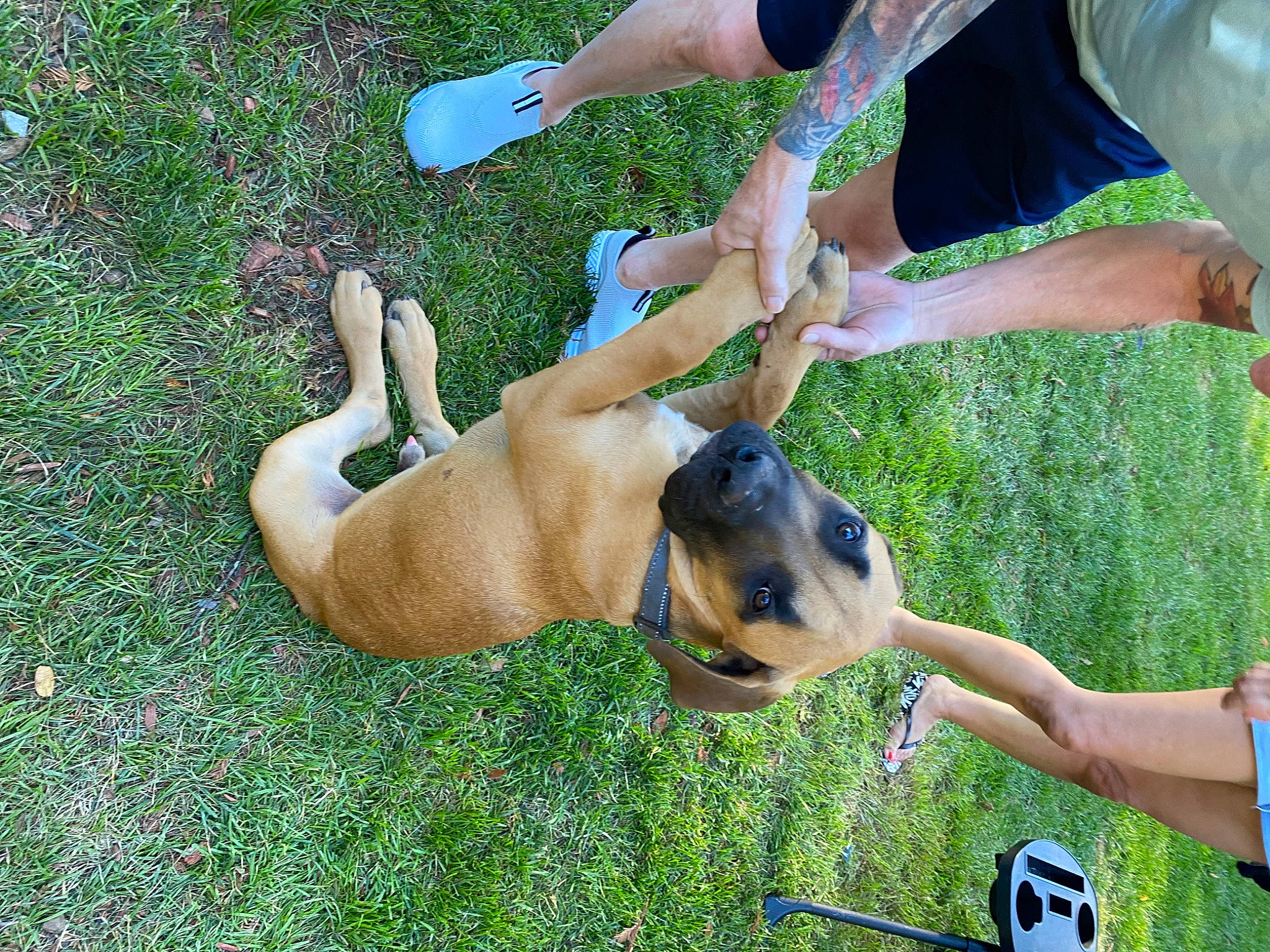 Miles Morales joined the competition — help win amazing prizes! canidae, carnivore, companion_dog, dog, dog_breed, fawn, foot, fun, grass, human_leg, leisure, people_in_nature, recreation, shorts, snout, sporting_group, thigh, working_animal, working_dog, wrist