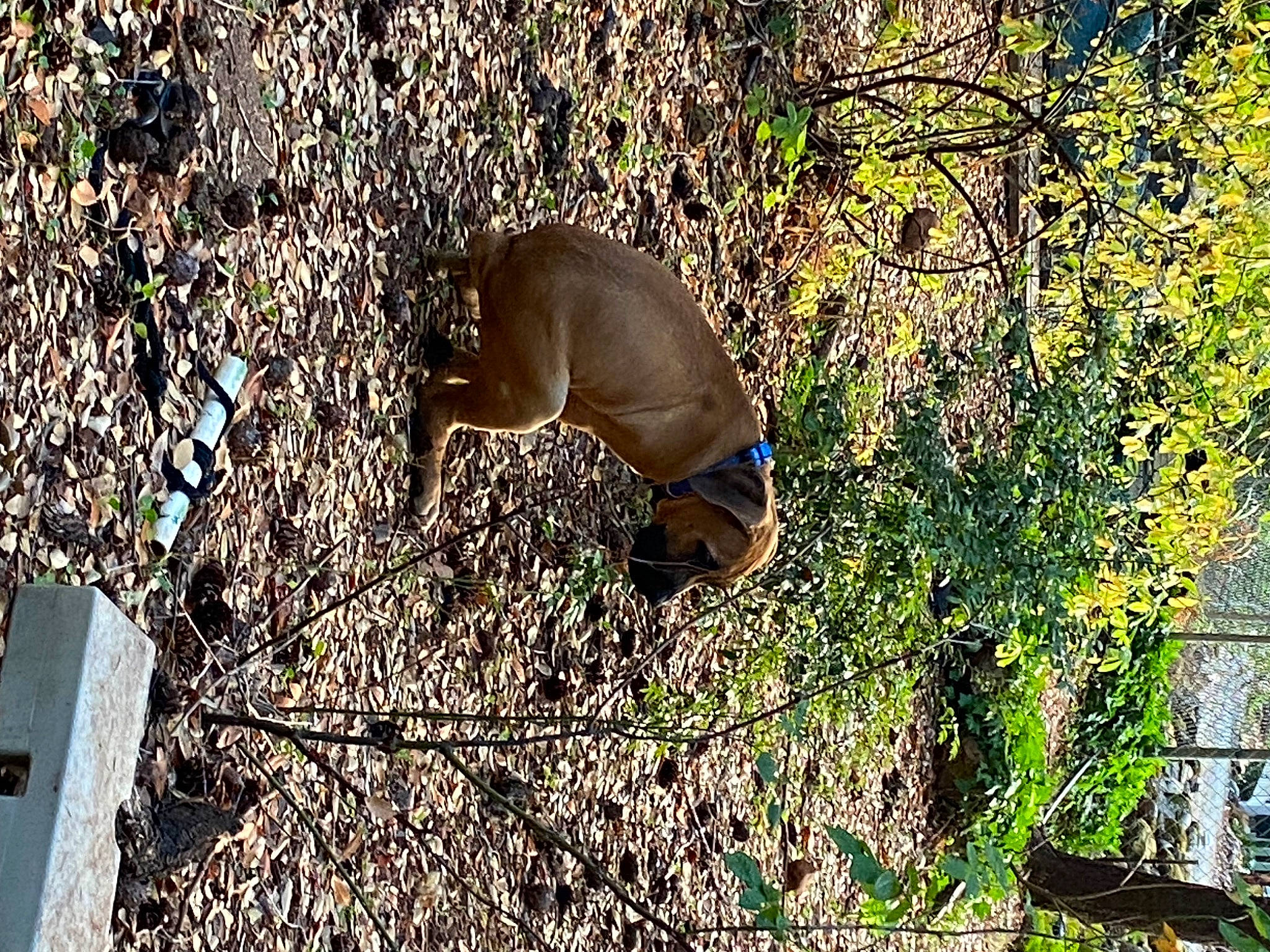 Miles Morales joined the competition — help win amazing prizes! carnivore, dog, dog_breed, fawn, grass, groundcover, liver, plant, shadow, shrub, soil, sporting_group, tail, terrestrial_animal, tree, twig, wildlife, wood, woody_plant, working_animal