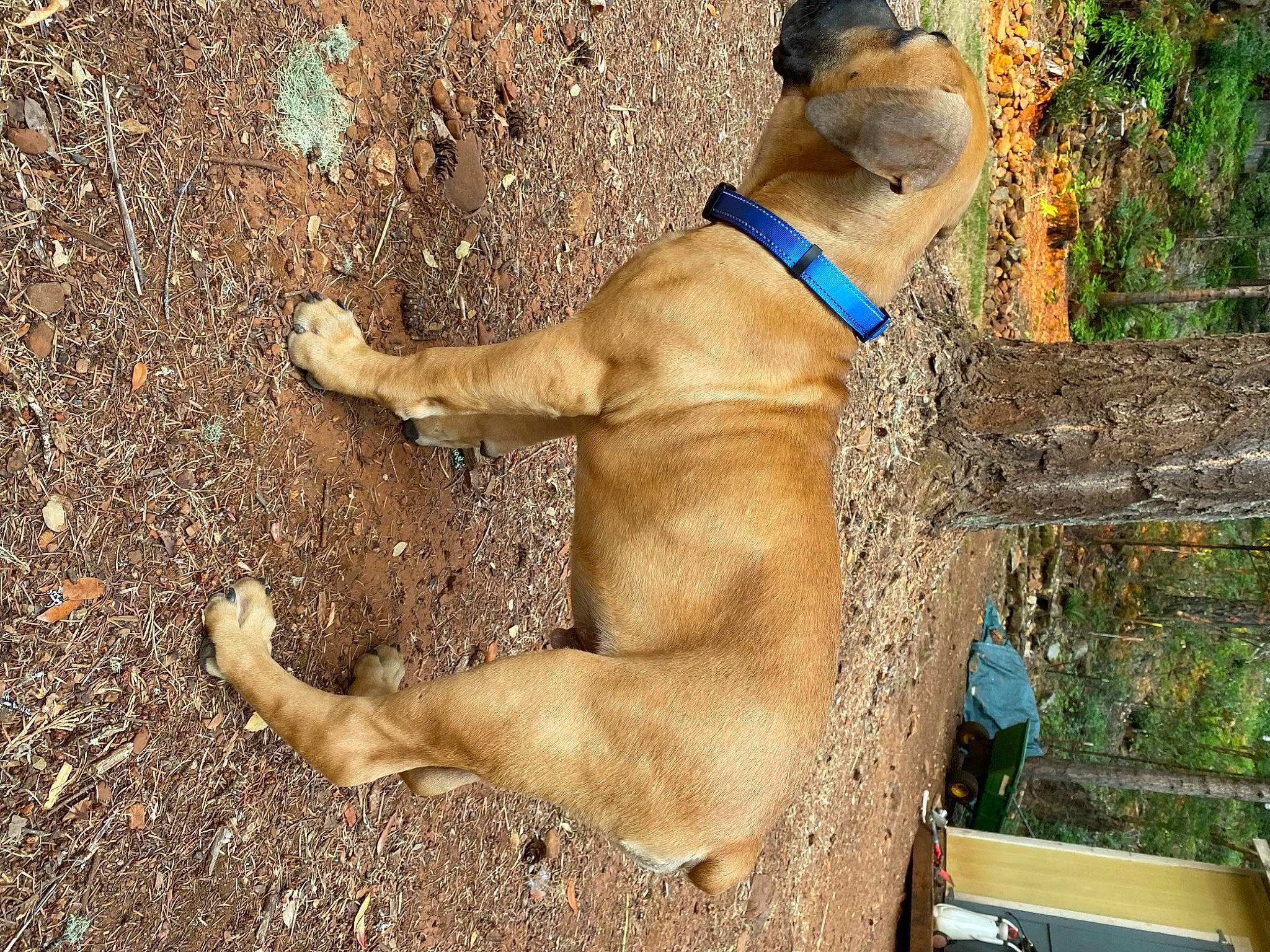 Miles Morales joined the competition — help win amazing prizes! canidae, carnivore, collar, companion_dog, dog, dog_breed, dog_collar, dog_supply, fawn, liver, non_sporting_group, paw, pet_supply, plant, snout, soil, sporting_group, tail, terrestrial_animal, working_animal