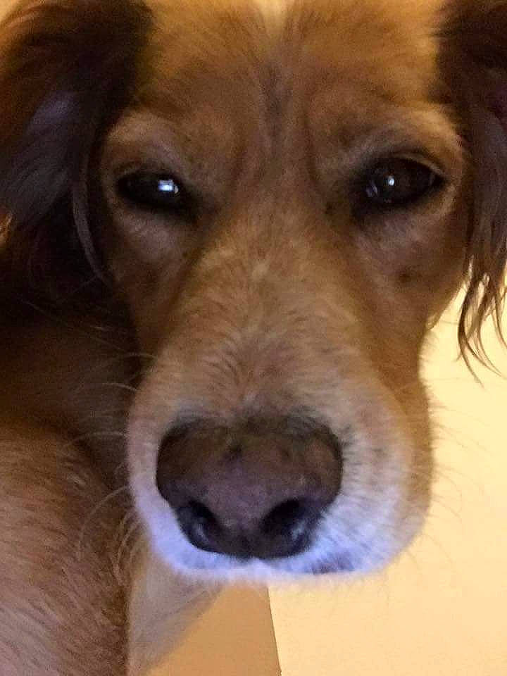 Kenza a rejoint le concours — aidez-le/la à gagner de superbes lots ! canidae, carnivore, close_up, companion_dog, dog, dog_breed, fawn, firefighter, fur, liver, photography, puppy, retriever, snout, sporting_group, street_dog, terrestrial_animal, whiskers, working_animal, working_dog