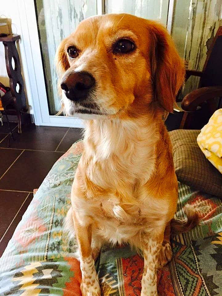 Kenza participe au concours pour gagner de l'argent avec cette photo : canidae, carnivore, chair, companion_dog, dog, dog_breed, door, fawn, flooring, fur, gun_dog, liver, retriever, snout, spaniel, sporting_group, toy_dog, whiskers, wood, working_animal