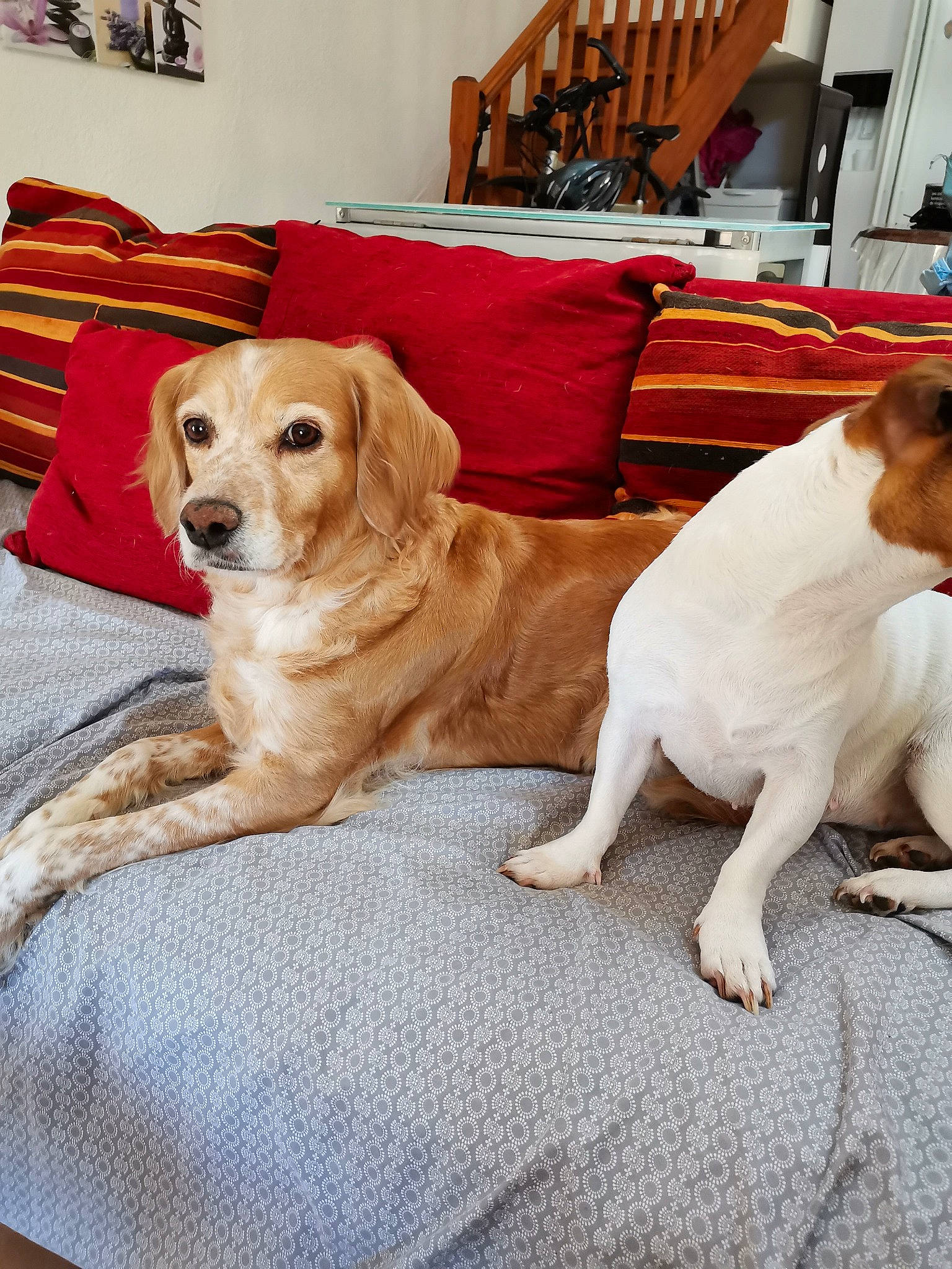 Kenza a rejoint le concours — aidez-le/la à gagner de superbes lots ! canidae, carnivore, chair, comfort, companion_dog, couch, dog, dog_breed, fawn, flooring, fur, furniture, hardwood, living_room, picture_frame, room, snout, sporting_group, wood, working_animal