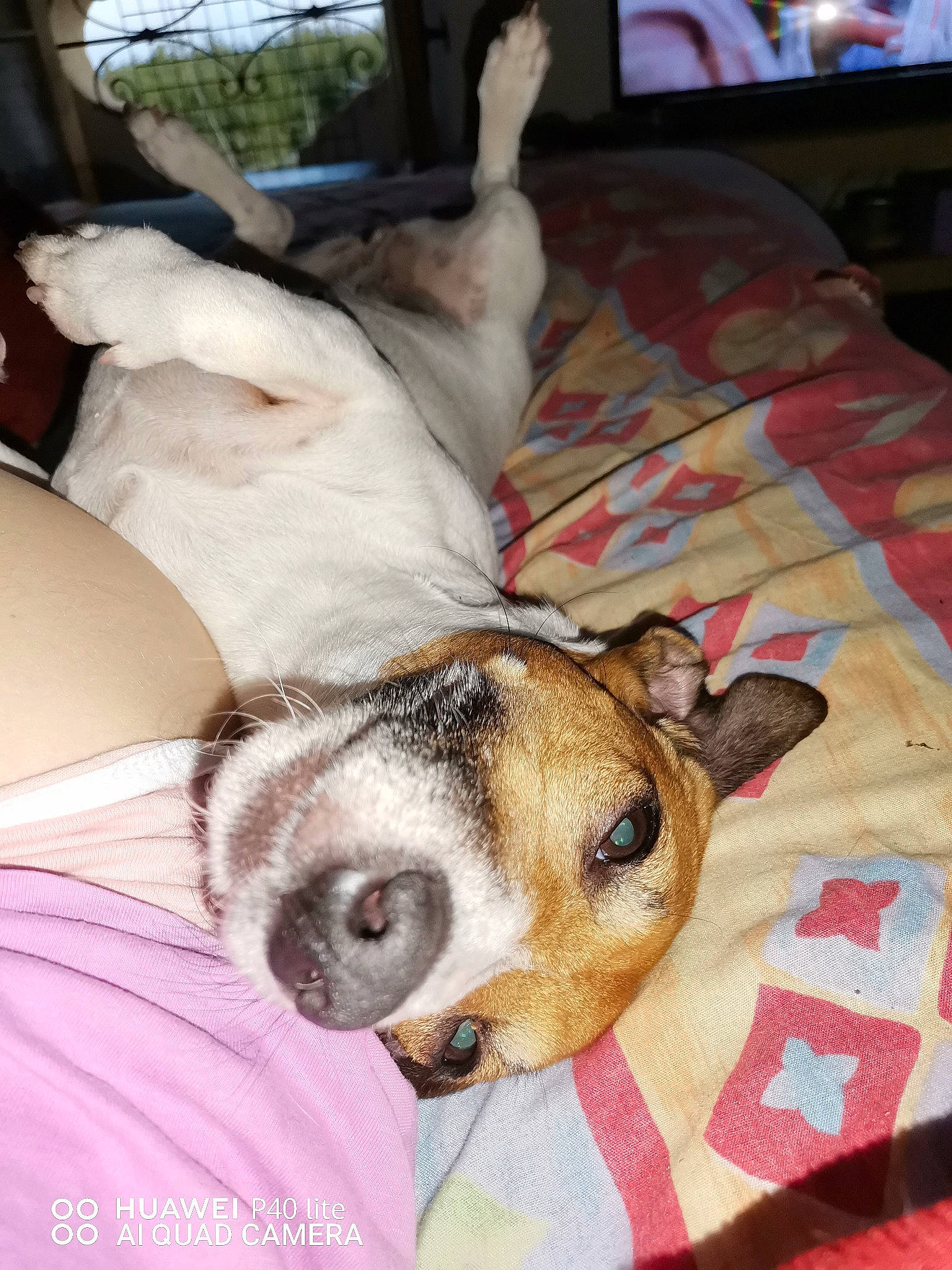 Mya a rejoint le concours — aidez-le/la à gagner de superbes lots ! canidae, carnivore, collar, comfort, companion_dog, couch, dog, dog_breed, fawn, fur, linens, nap, paw, pet_supply, puppy_love, room, snout, sporting_group, toy_dog, whiskers