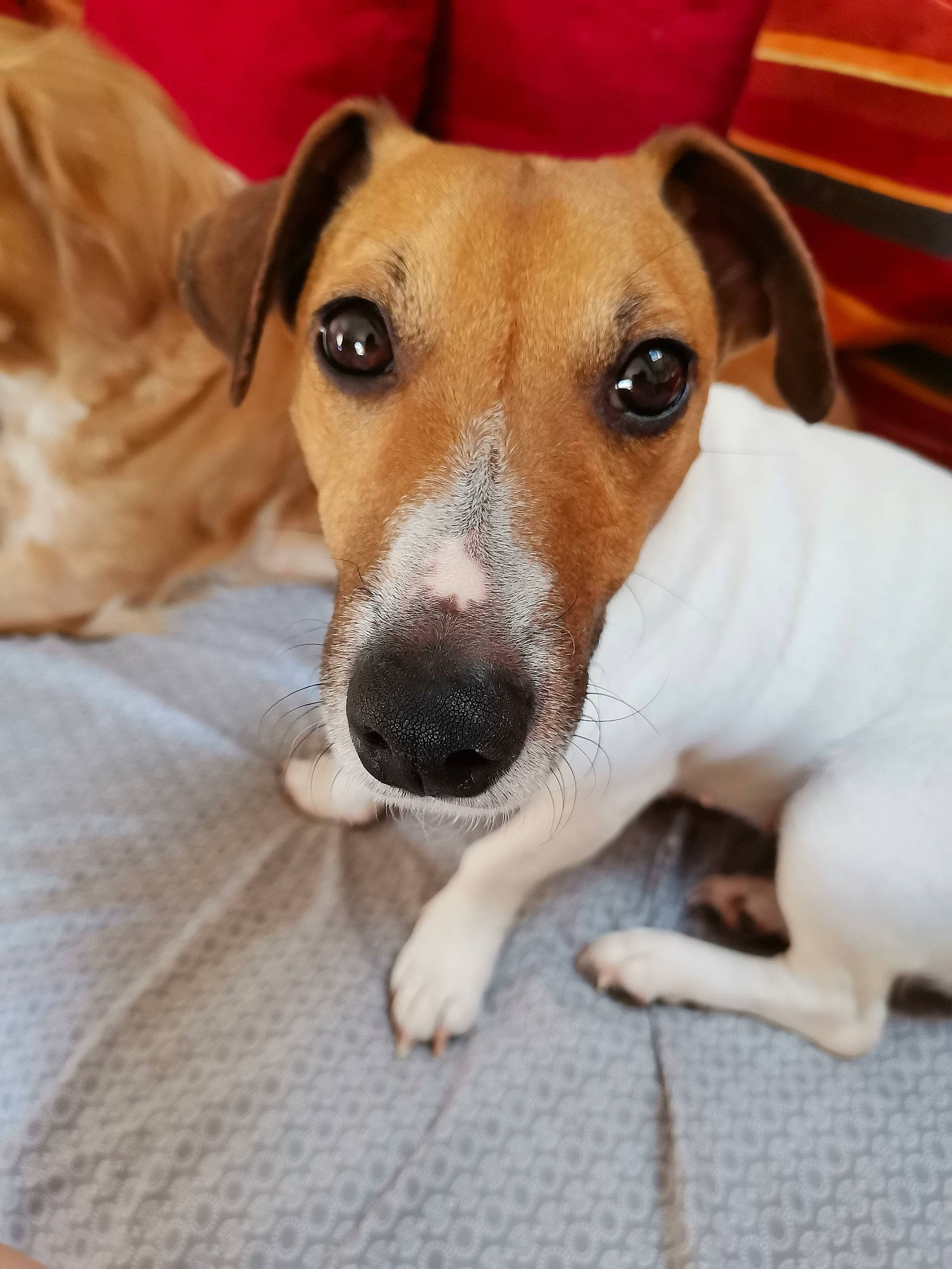 Mya a rejoint le concours — aidez-le/la à gagner de superbes lots ! canidae, carnivore, collar, companion_dog, dog, dog_breed, dog_supply, fawn, fur, hunting_dog, irishjacks, paw, snout, sporting_group, terrestrial_animal, terrier, whiskers, working_animal