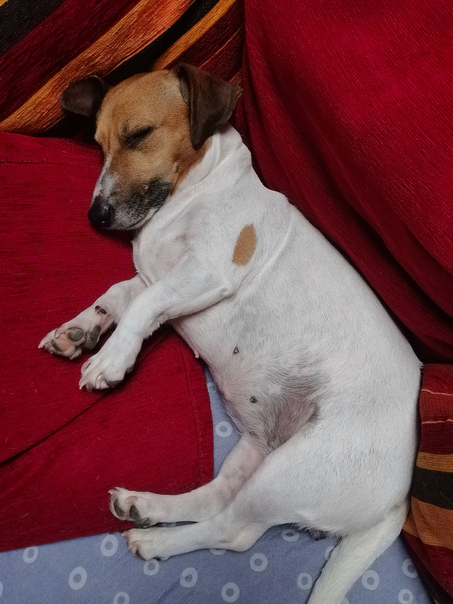 Mya a rejoint le concours — aidez-le/la à gagner de superbes lots ! canidae, carnivore, collar, comfort, companion_dog, dog, dog_breed, dog_supply, fawn, fur, irishjacks, paw, pet_supply, puppy, snout, sporting_group, tail, terrestrial_animal, terrier, working_animal