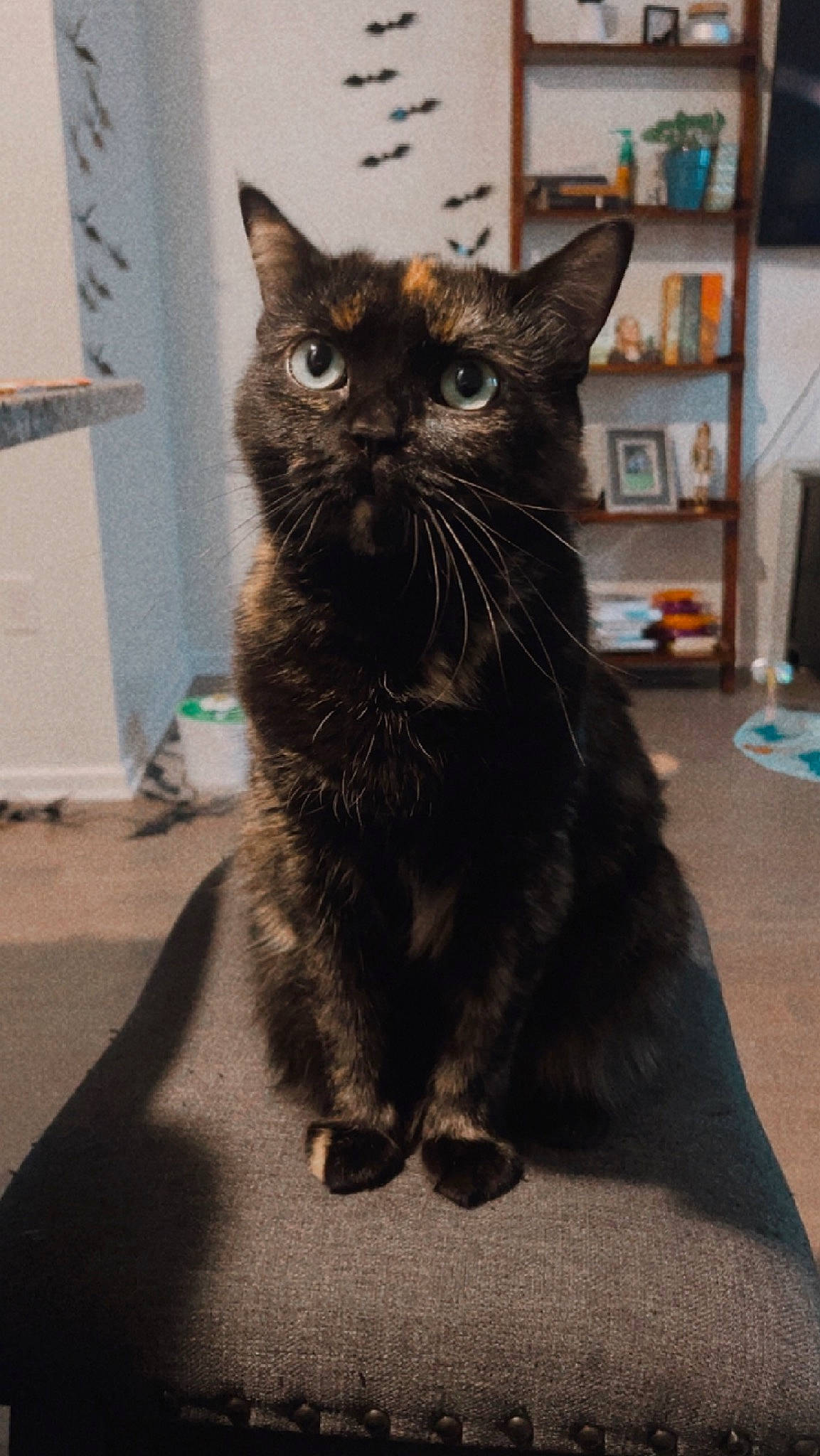 Cocoa is registered to the contest to win money with this photo: black_cat, bookcase, box, carnivore, cat, claw, domestic_short_haired_cat, felidae, flooring, fur, grey, paw, shelf, shelving, sitting, small_to_medium_sized_cats, snout, tail, terrestrial_animal, whiskers