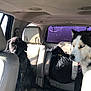 Maggie Mae is registered to the contest to win money with this photo: animal, backseat, black_dog, blue_eyes, canine, car_interior, companion, dog, domestic_animal, fur, leather_seat, looking, pet, seat, side_view, sunlight, transportation, vehicle, white_and_black_dog, window
