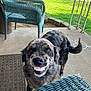 Maggie Mae is registered to the contest to win money with this photo: animal, canine, concrete, daylight, dog, doormat, fence, grass, happy, home, mischievous, outdoor, pet, playful, porch, smiling, speckled_coat, tail, wicker_chair, yard