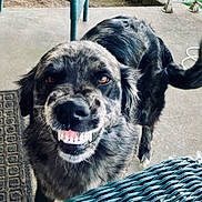 Maggie Mae joined the competition — help win amazing prizes! animal, brown_eyes, canine, closeup, concrete, dog, domestic_animal, doormat, expression, friendly, fur, happy, outdoor, pet, playful, porch, smiling, tail, teeth, wicker_chair