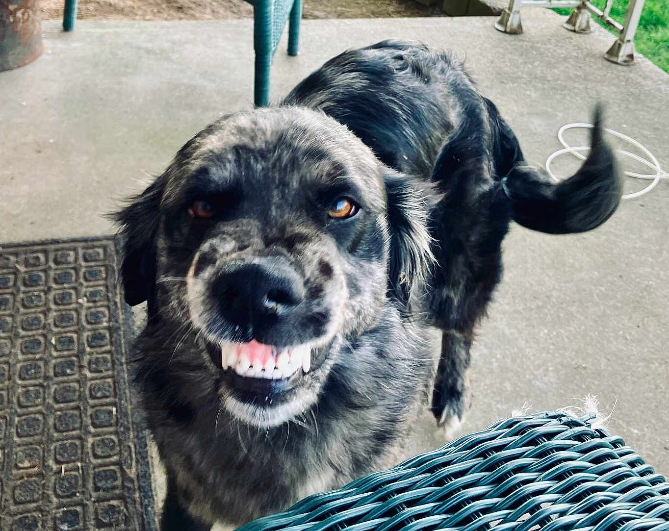 Maggie Mae joined the competition — help win amazing prizes! animal, brown_eyes, canine, closeup, concrete, dog, domestic_animal, doormat, expression, friendly, fur, happy, outdoor, pet, playful, porch, smiling, tail, teeth, wicker_chair