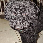 Végas a rejoint le concours — aidez-le/la à gagner de superbes lots ! animal, black_dog, canine, close_up, collar, companion, curly_fur, cute, dog, domestic_animal, eyes, fur, house, indoors, looking, mammal, nose, pet, portrait, tile_floor
