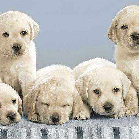 Chiens