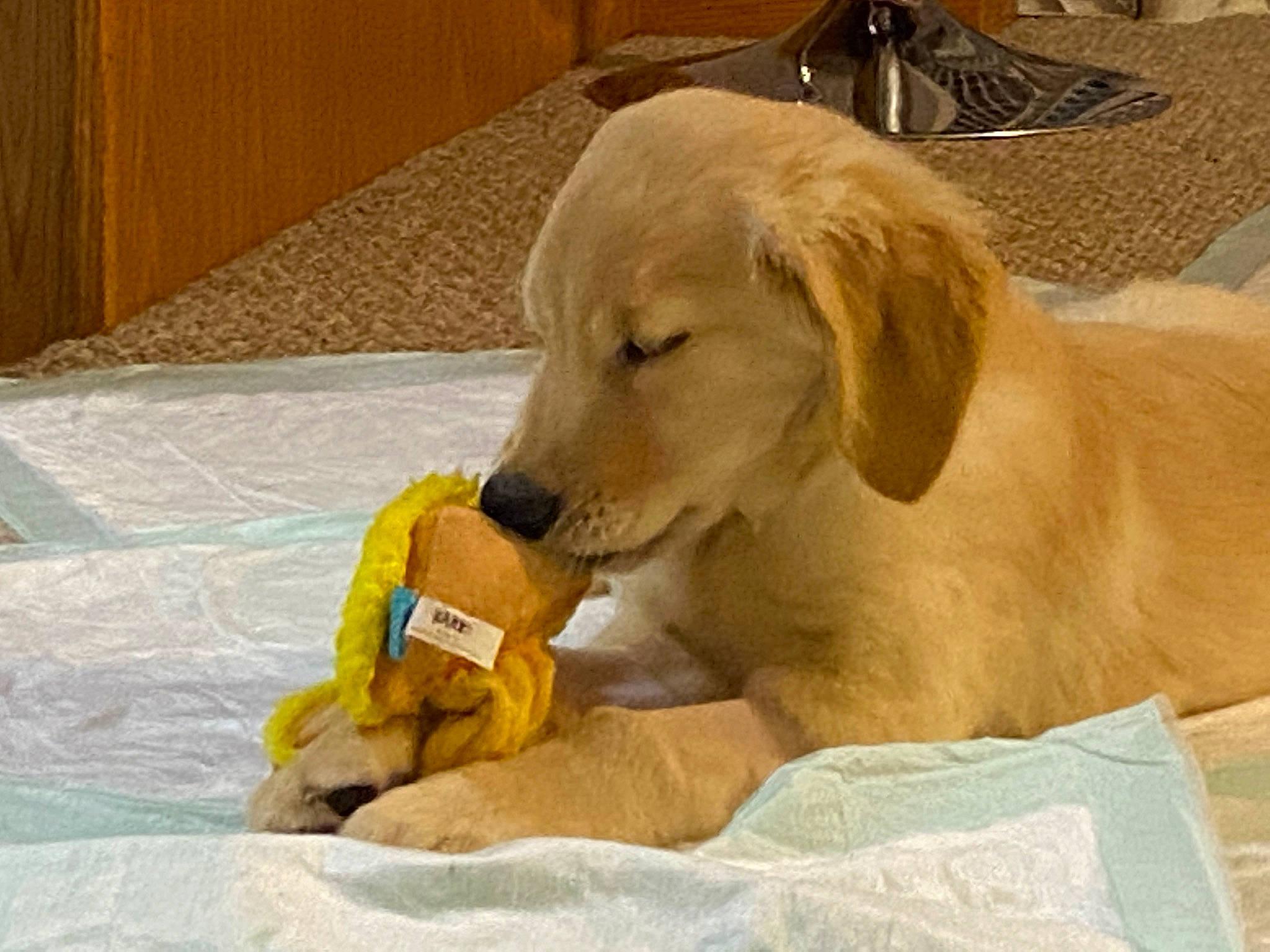 Kali joined the competition — help win amazing prizes! canidae, carnivore, chair, comfort, companion_dog, dog, dog_breed, dog_supply, dog_toy, fawn, flooring, golden_retriever, gun_dog, hardwood, paw, pet_supply, retriever, snout, sporting_group, wood