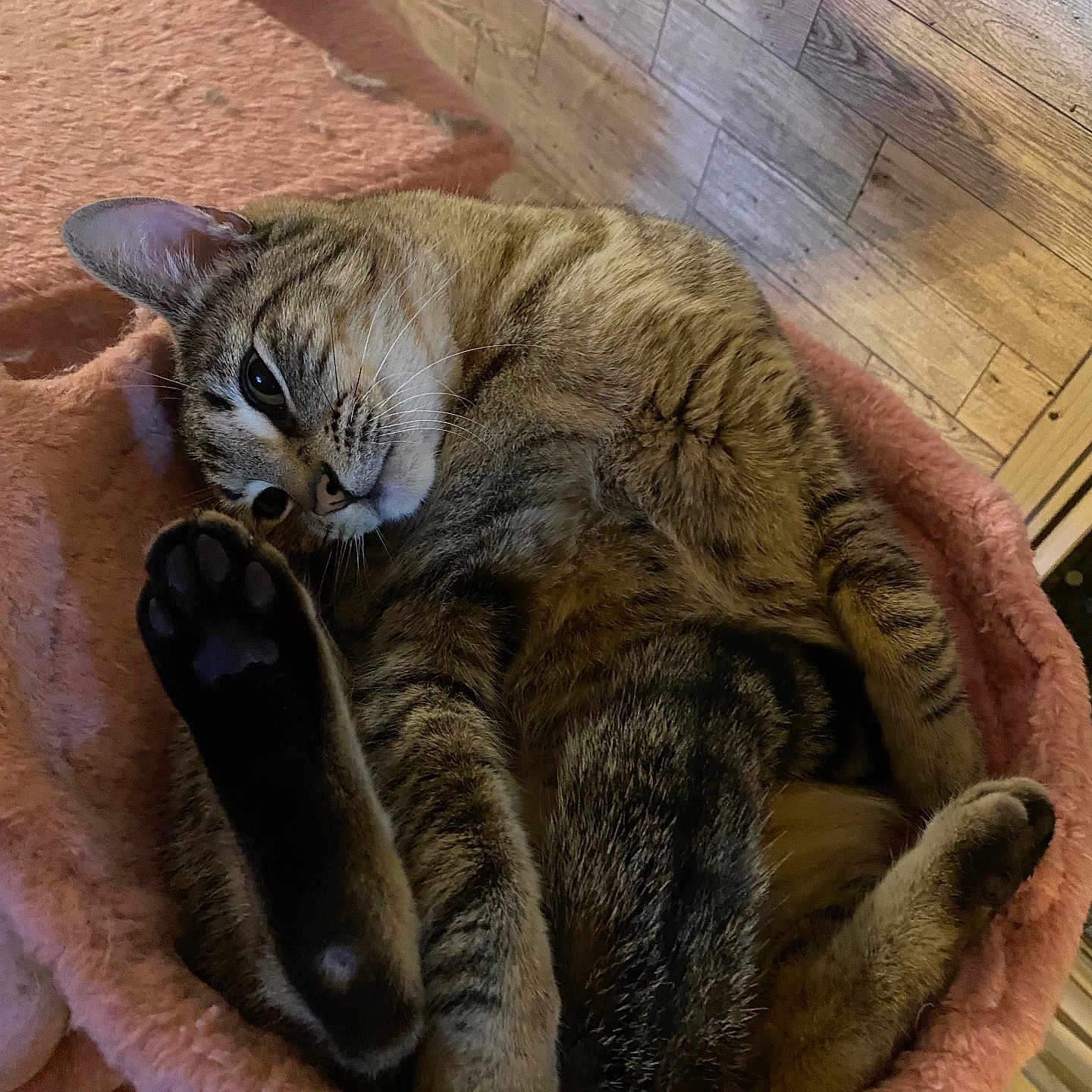 Stitch is registered to the contest to win money with this photo: animal, cat, cat_bed, cozy, curled_up, cute, feline, fur, house_pet, indoor, paw, pet, pink_bed, relaxed, resting, sleepy, soft_texture, tabby_cat, whiskers, wooden_wall