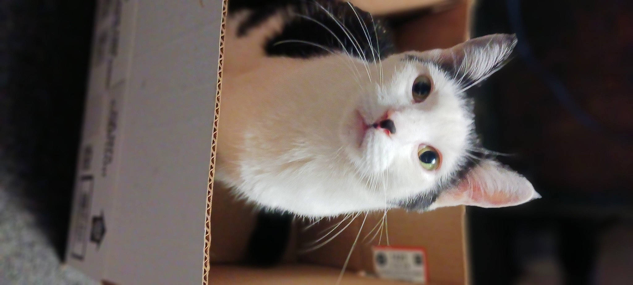 Hades is registered to the contest to win money with this photo: carnivore, cat, domestic_short_haired_cat, ear, fawn, felidae, fur, paw, rectangle, small_to_medium_sized_cats, tail, whiskers