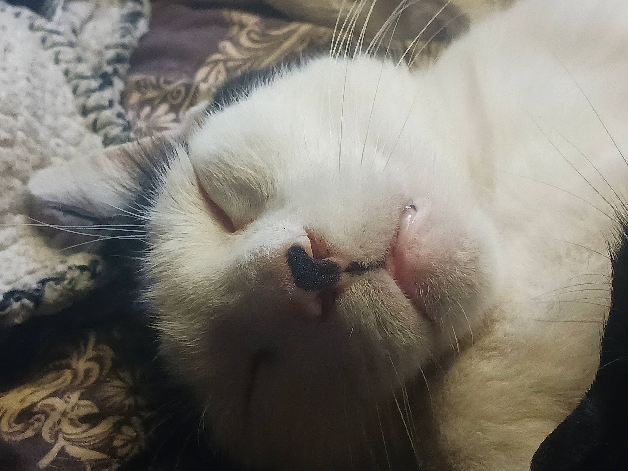 Hades is registered to the contest to win money with this photo: carnivore, cat, claw, comfort, domestic_short_haired_cat, fawn, felidae, fur, nap, paw, sleep, small_to_medium_sized_cats, snout, tail, terrestrial_animal, whiskers