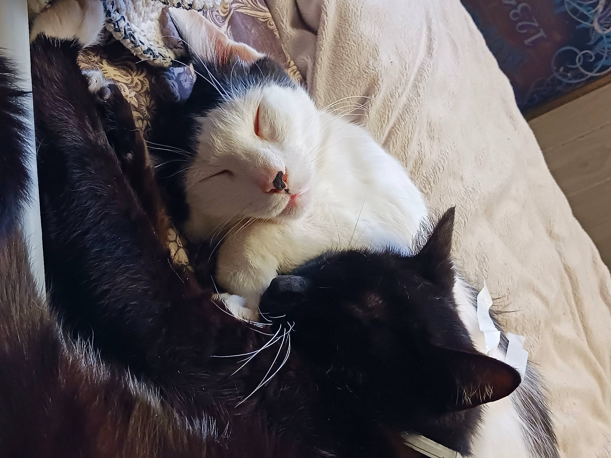 Hades joined the competition — help win amazing prizes! bed, black_cat, bombay, carnivore, cat, claw, comfort, domestic_short_haired_cat, felidae, fur, gesture, linens, nap, paw, small_to_medium_sized_cats, snout, tail, textile, tree, whiskers