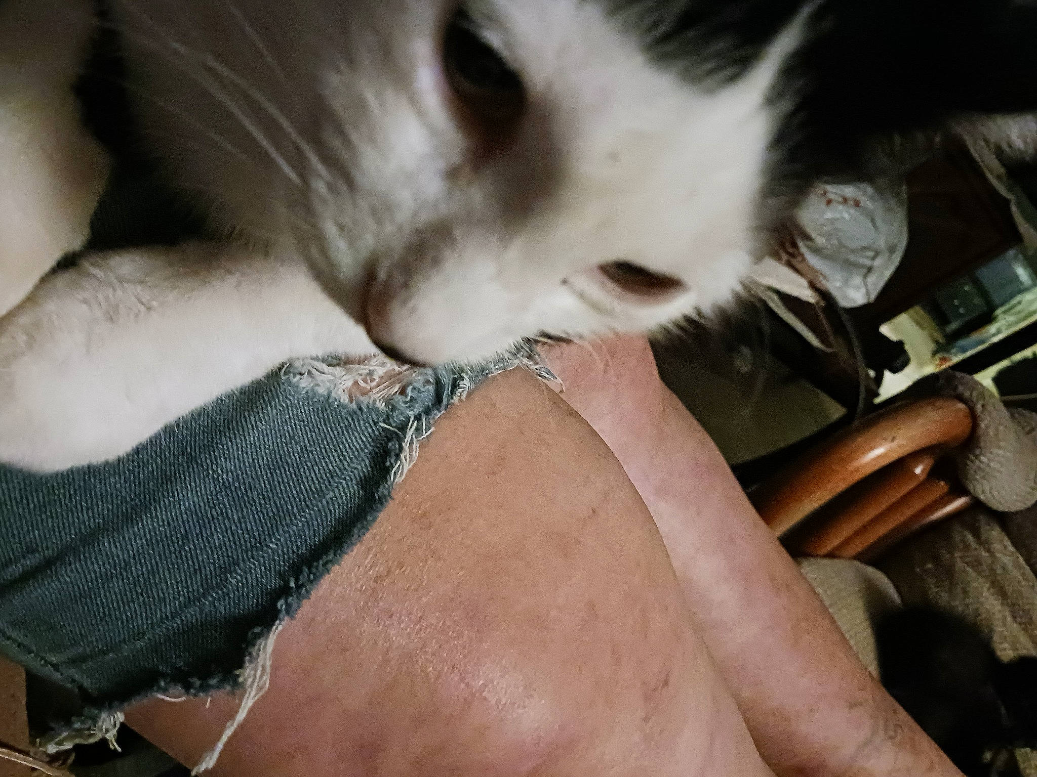 Hades is registered to the contest to win money with this photo: black_hair, carnivore, chest, companion_dog, dog_breed, elbow, eyelash, eyewear, fawn, felidae, finger, gesture, human_leg, jaw, small_to_medium_sized_cats, snout, sunglasses, thigh, trunk, whiskers