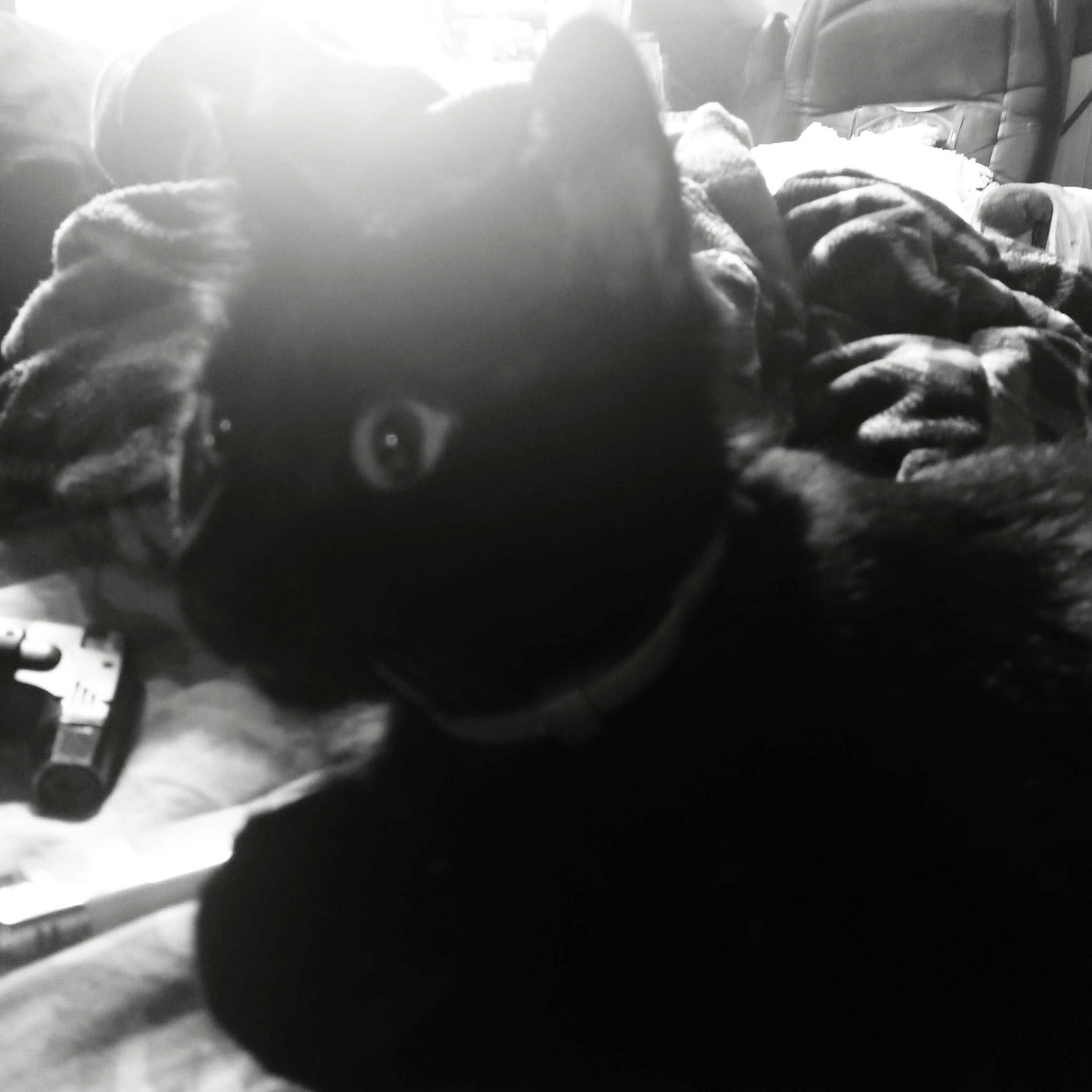 Doings joined the competition — help win amazing prizes! black, canidae, carnivore, cat, cloud, comfort, companion_dog, felidae, fur, grey, monochrome, monochrome_photography, sky, small_to_medium_sized_cats, snout, sporting_group, tail, tints_and_shades, whiskers, white