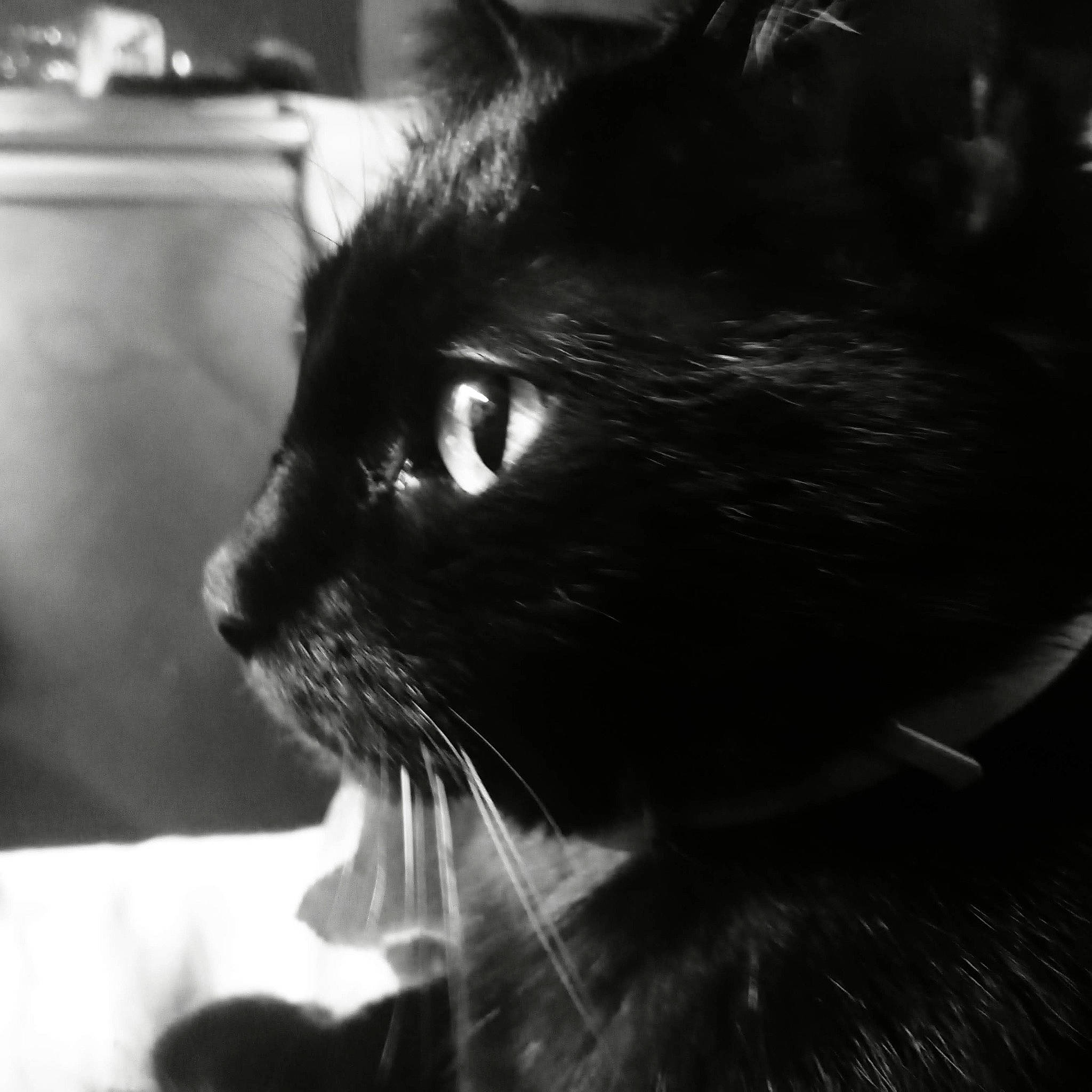 Doings joined the competition — help win amazing prizes! black, black_and_white, black_cat, carnivore, cat, darkness, domestic_short_haired_cat, ear, felidae, fur, monochrome, monochrome_photography, photography, sky, small_to_medium_sized_cats, snout, style, terrestrial_animal, tints_and_shades, whiskers