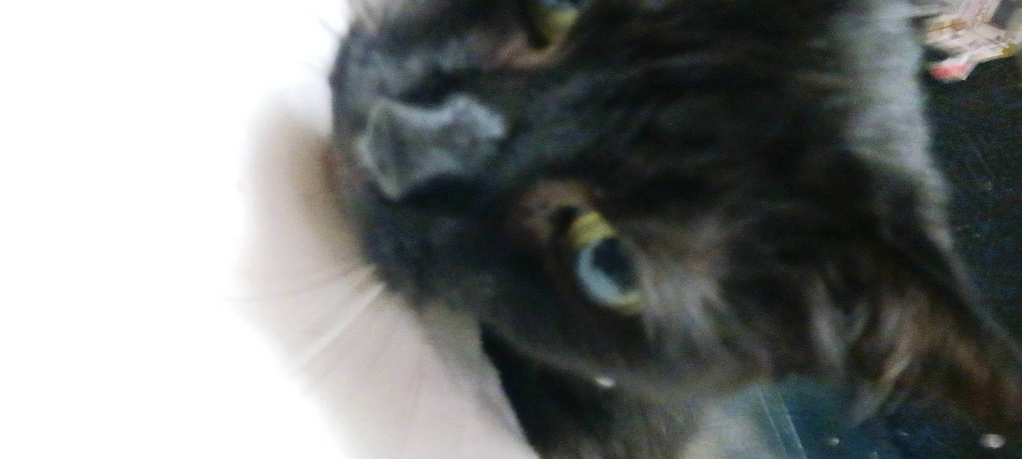 Doings is registered to the contest to win money with this photo: black_cat, bombay, carnivore, cat, claw, domestic_short_haired_cat, felidae, fur, small_to_medium_sized_cats, snout, terrestrial_animal, whiskers