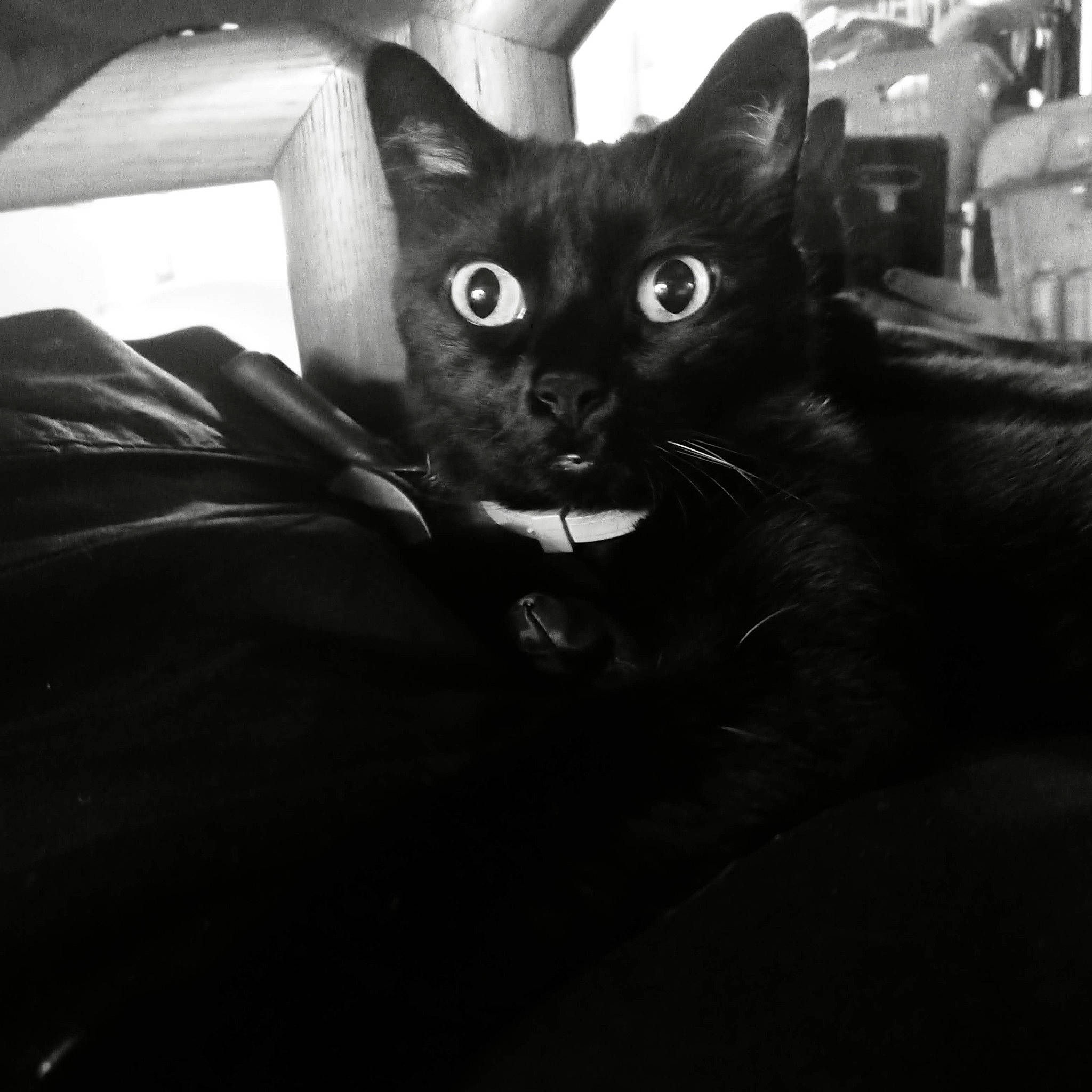 Doings joined the competition — help win amazing prizes! black_cat, carnivore, cat, comfort, darkness, domestic_short_haired_cat, eye, felidae, fur, grey, head, monochrome, monochrome_photography, small_to_medium_sized_cats, snout, tail, terrestrial_animal, whiskers