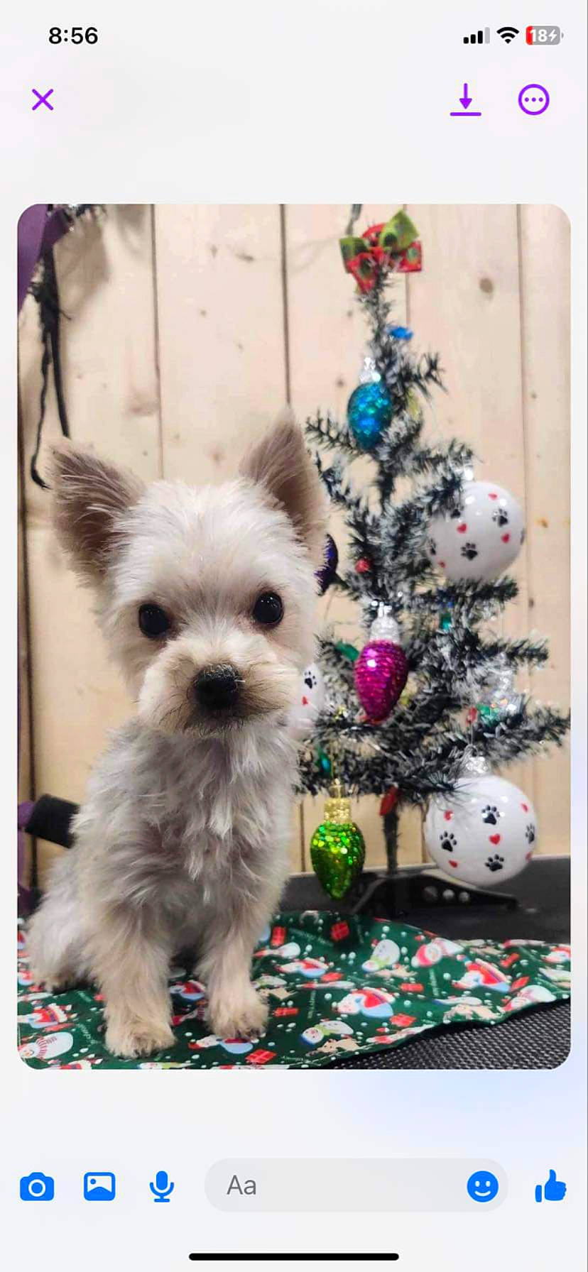 Mya joined the competition — help win amazing prizes! canidae, carnivore, christmas_decoration, christmas_tree, collar, companion_dog, dog, dog_breed, dog_supply, event, fashion_accessory, fawn, font, fur, holiday, rectangle, snout, sporting_group, toy_dog, working_animal