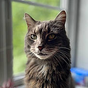 Theodore joined the competition — help win amazing prizes! animal, calm, cat, closeup, cute, domestic_cat, feline, fluffy, gray_cat, green_background, indoor, looking_away, natural_light, pet, portrait, sitting, soft_focus, tabby, whiskers, window