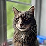 animal, calm, cat, closeup, cute, domestic_cat, feline, fluffy, gray_cat, green_background, indoor, looking_away, natural_light, pet, portrait, sitting, soft_focus, tabby, whiskers, window