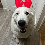 Freyja is registered to the contest to win money with this photo: dog, white_dog, blue_eyes, reindeer_antlers, pet, indoor, smiling, canine, flooring, wood_floor, happy, cute, animal, domestic_animal, looking_up, antlers, holiday_costume, fur, friendly, house