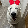 dog, white_dog, blue_eyes, reindeer_antlers, pet, indoor, smiling, canine, flooring, wood_floor, happy, cute, animal, domestic_animal, looking_up, antlers, holiday_costume, fur, friendly, house