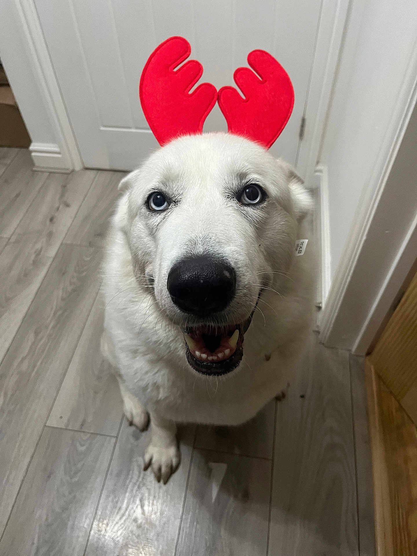 Freyja is registered to the contest to win money with this photo: dog, white_dog, blue_eyes, reindeer_antlers, pet, indoor, smiling, canine, flooring, wood_floor, happy, cute, animal, domestic_animal, looking_up, antlers, holiday_costume, fur, friendly, house