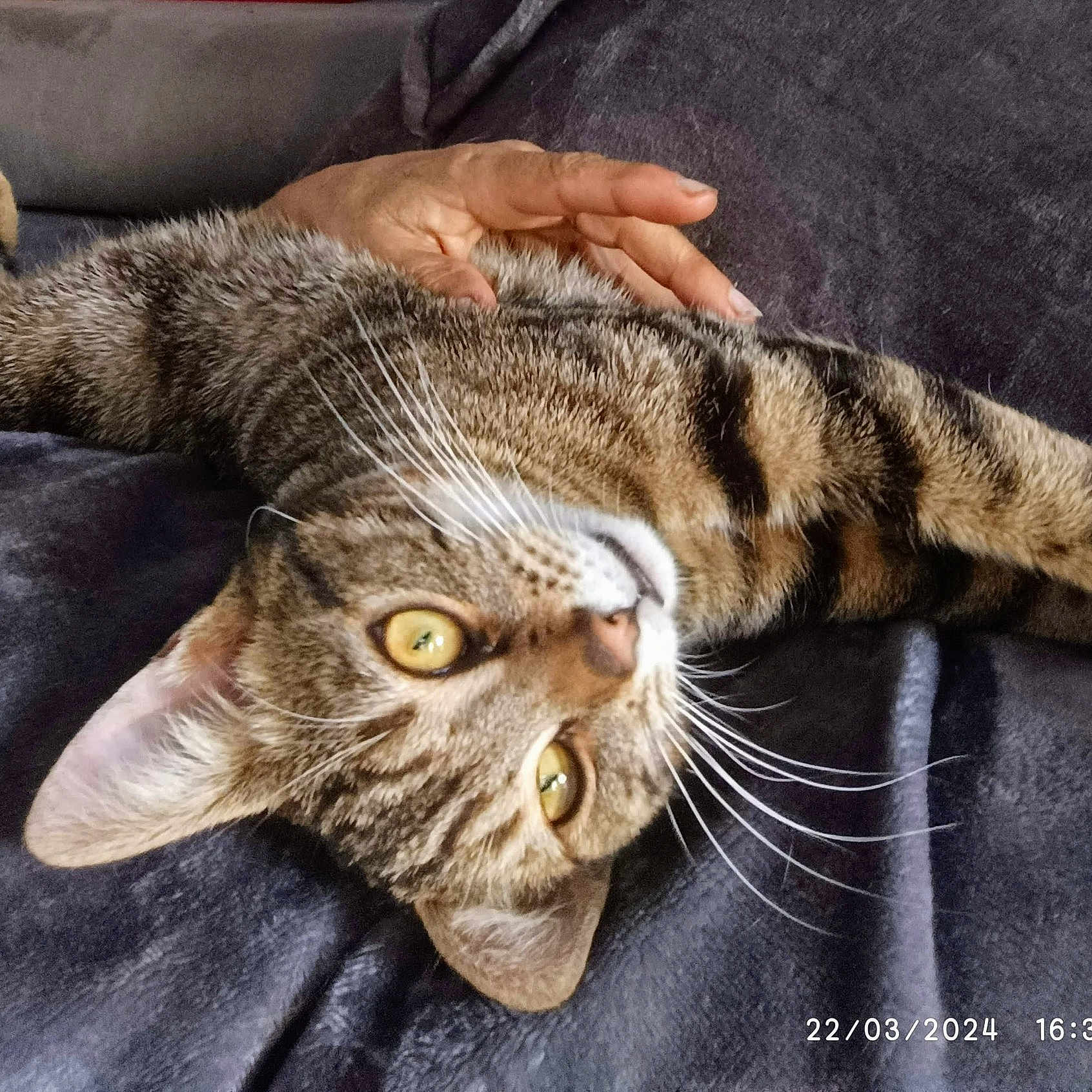 T'Choupi a rejoint le concours — aidez-le/la à gagner de superbes lots ! abyssinian, animal, blanket, bodypart, cat, couch, egyptiancat, face, finger, furniture, hand, head, kitten, manx, person, pet, photography, portrait, sleeping