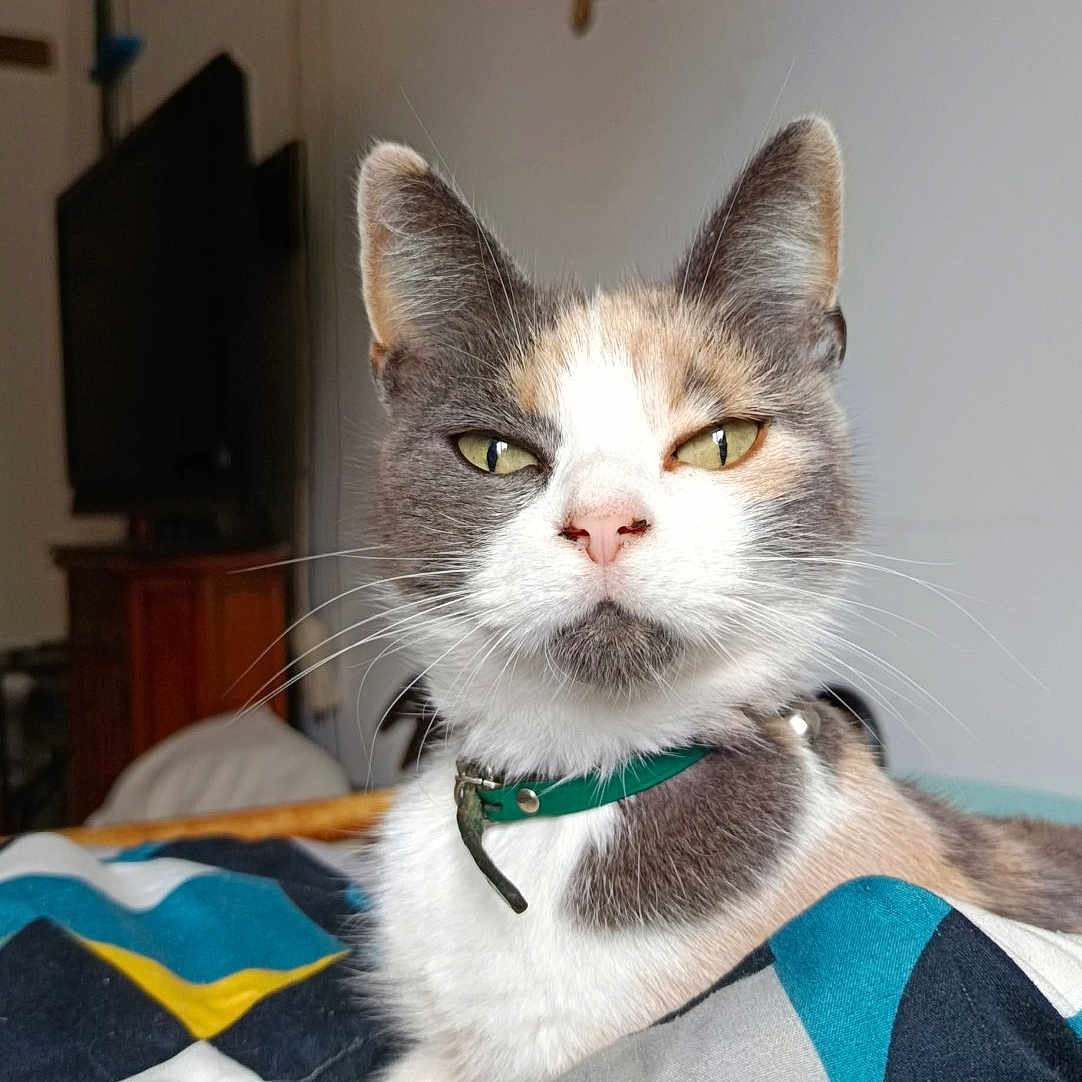 Glu a rejoint le concours — aidez-le/la à gagner de superbes lots ! animal, bedroom, blanket, calico, cat, closeup, collar, colorful, cute, domestic, feline, fur, household, indoor, mammal, pet, portrait, relaxed, resting, whiskers