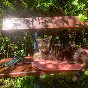 Ulysse participe au concours pour gagner de l'argent avec cette photo : cat, tabby_cat, bench, towel, garden, grasshopper_figurine, wood, sunlight, shadow, greenery, ivy, outdoor, animal, pet, relaxing, nature, leaf, plant, daylight, resting