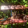 cat, tabby_cat, bench, towel, garden, grasshopper_figurine, wood, sunlight, shadow, greenery, ivy, outdoor, animal, pet, relaxing, nature, leaf, plant, daylight, resting